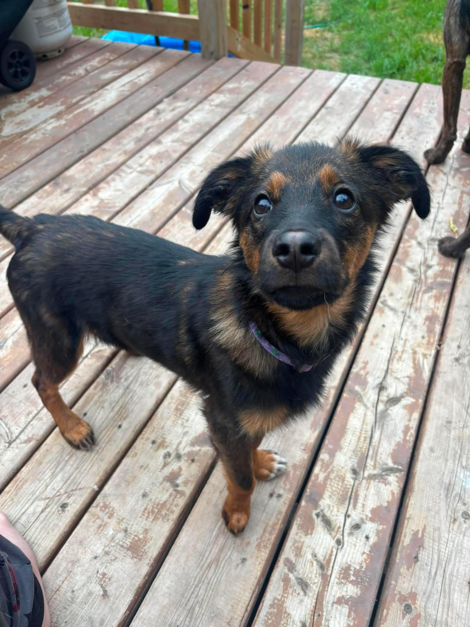 Enlarge Ti-Loup, an adoptable Mixed Breed in Winnipeg, MB image 2/6