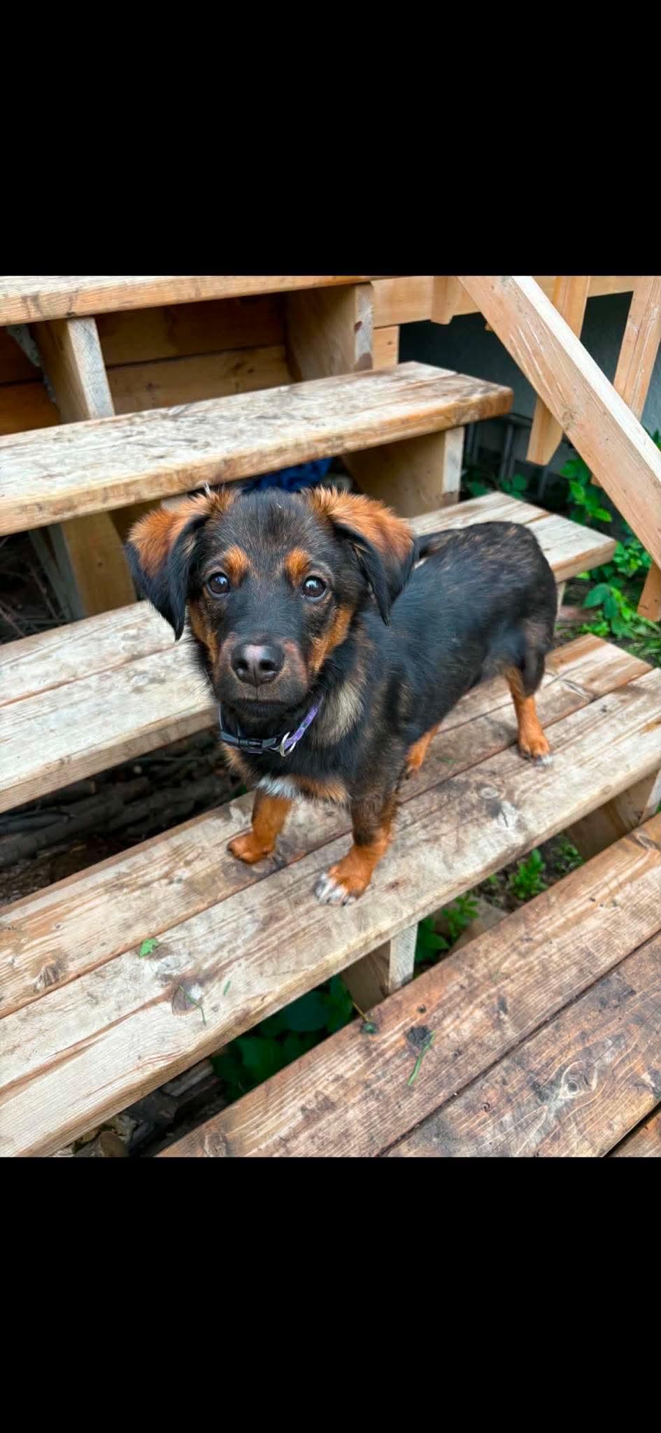 Enlarge Ti-Loup, an adoptable Mixed Breed in Winnipeg, MB image 5/6