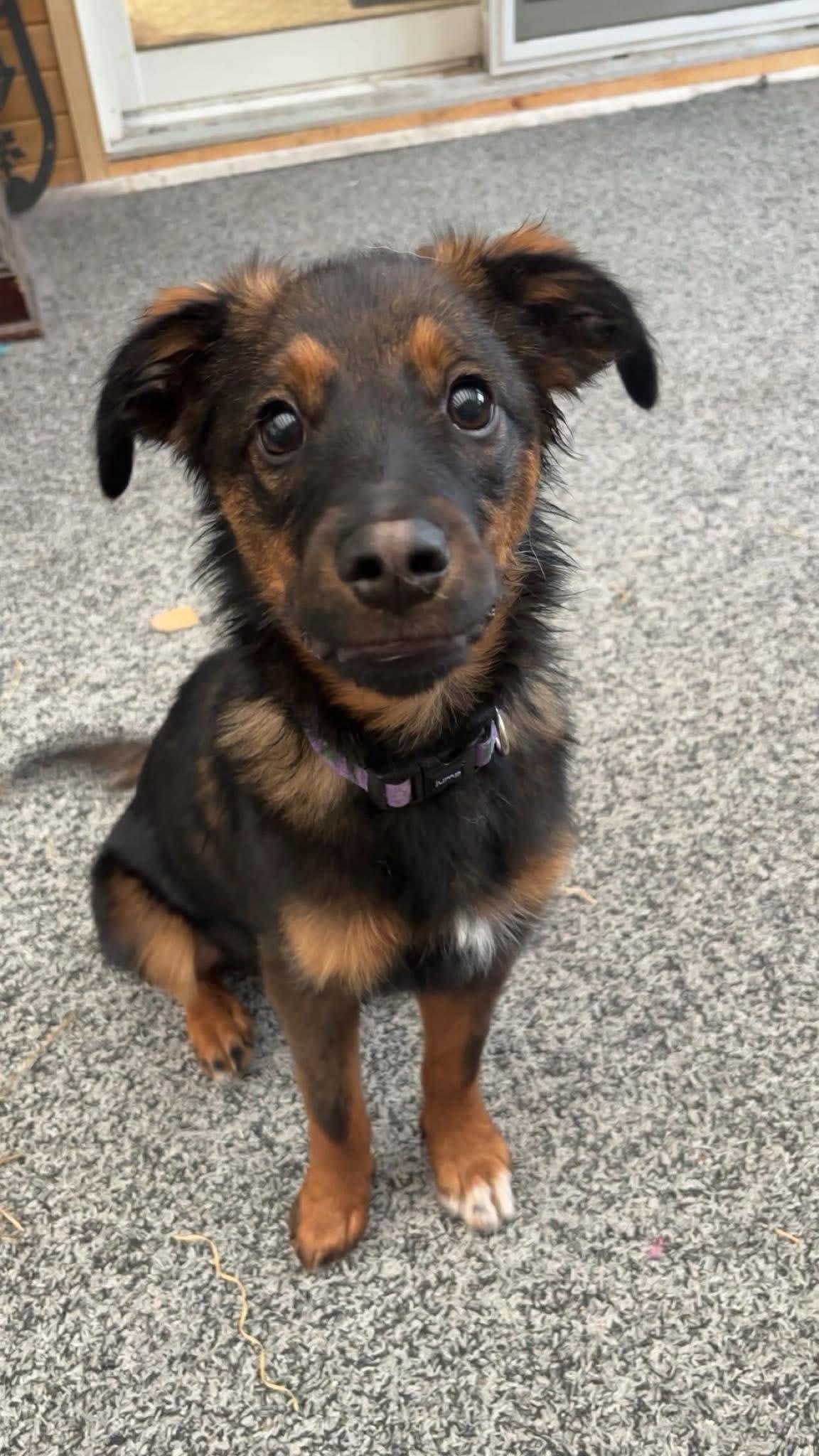 Ti-Loup, adoptable, Young Male Mixed Breed.