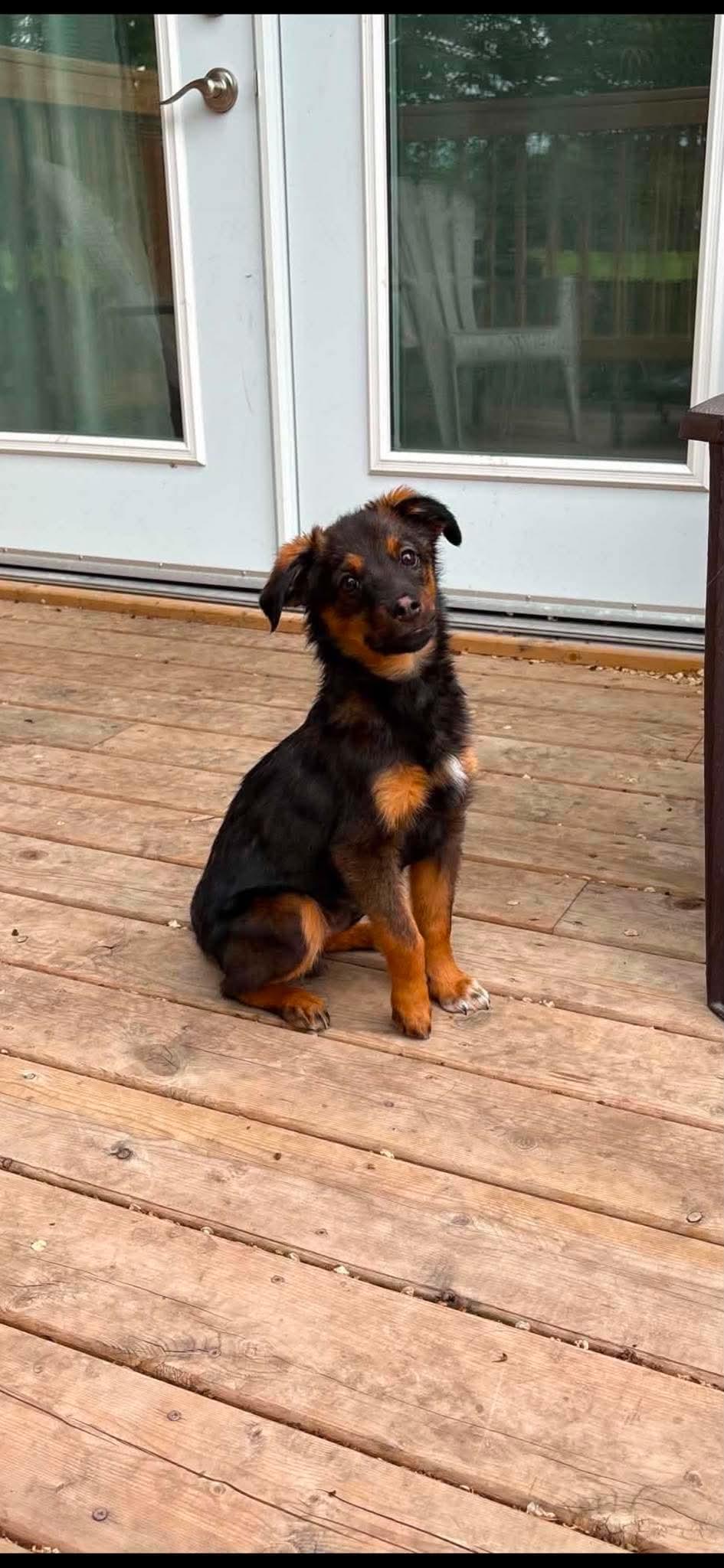 Enlarge Ti-Loup, an adoptable Mixed Breed in Winnipeg, MB image 4/6