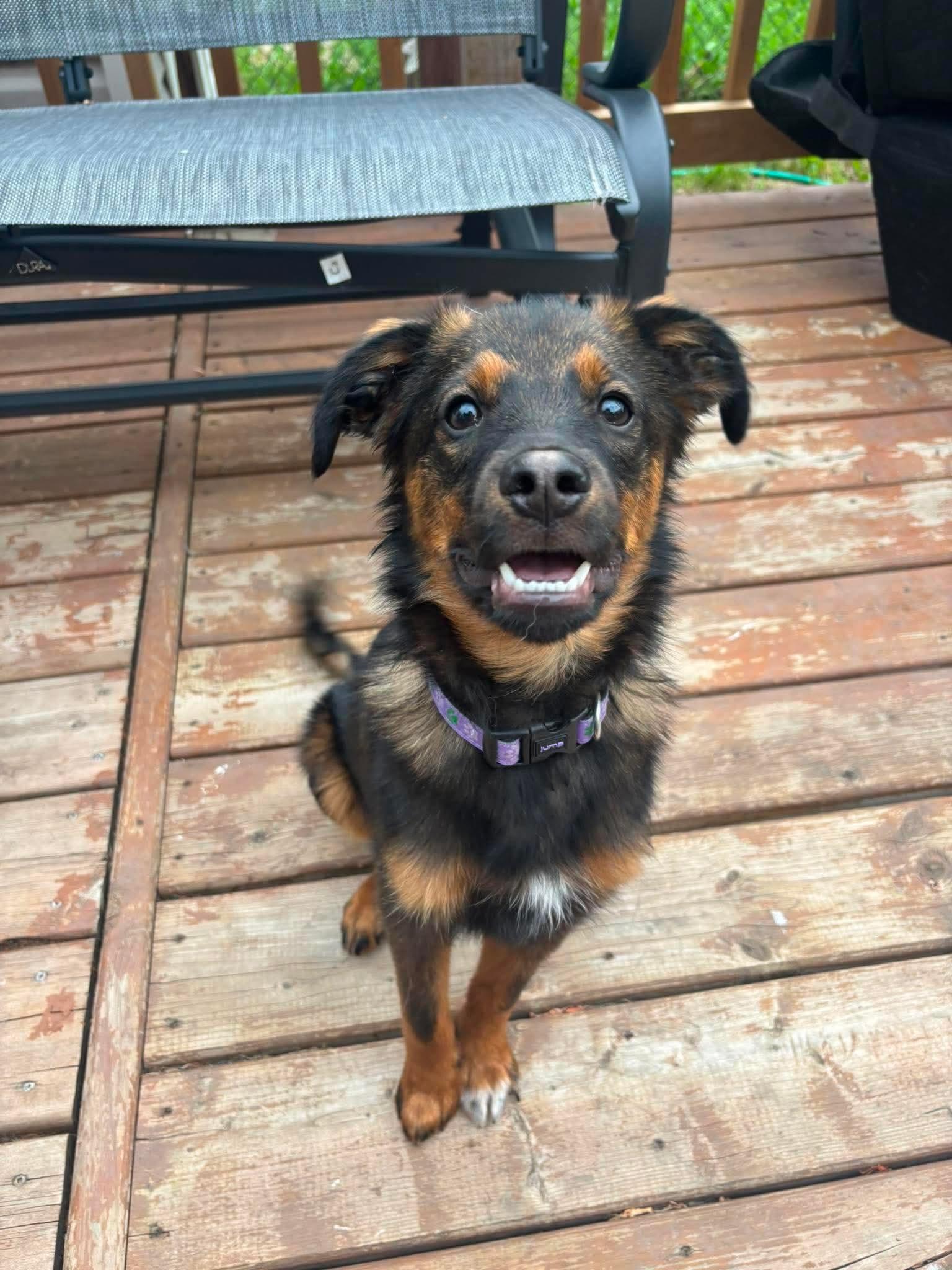Enlarge Ti-Loup, an adoptable Mixed Breed in Winnipeg, MB image 3/6