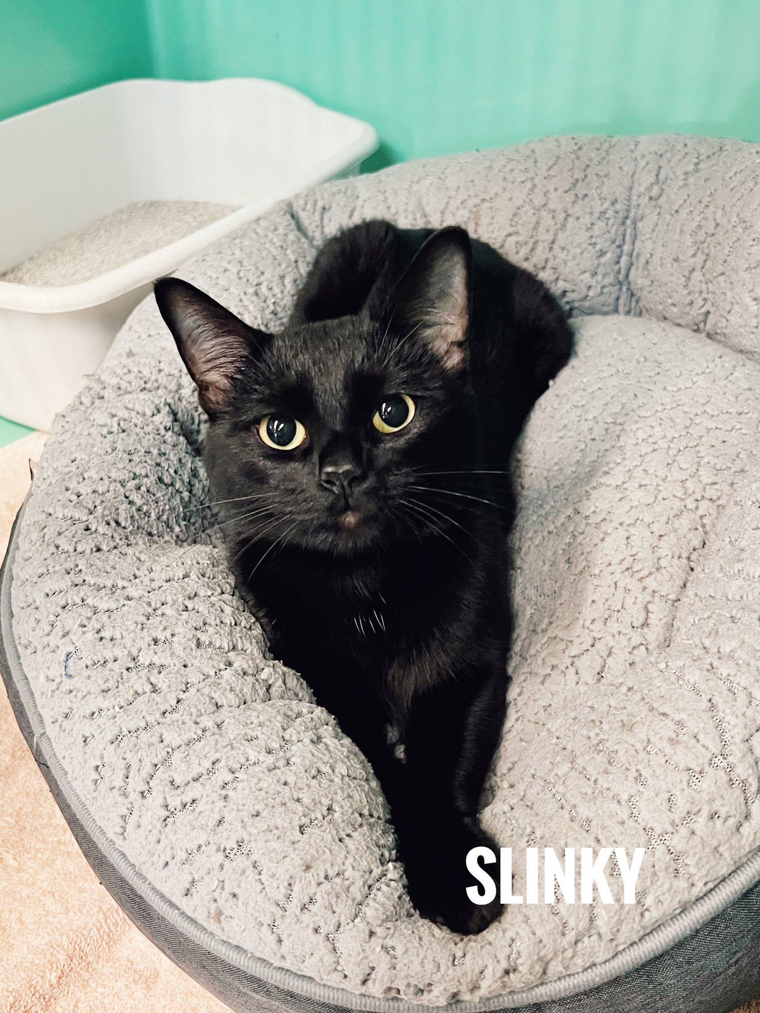 Slinky, ADOPTABLE, Adult Male Domestic Short Hair.