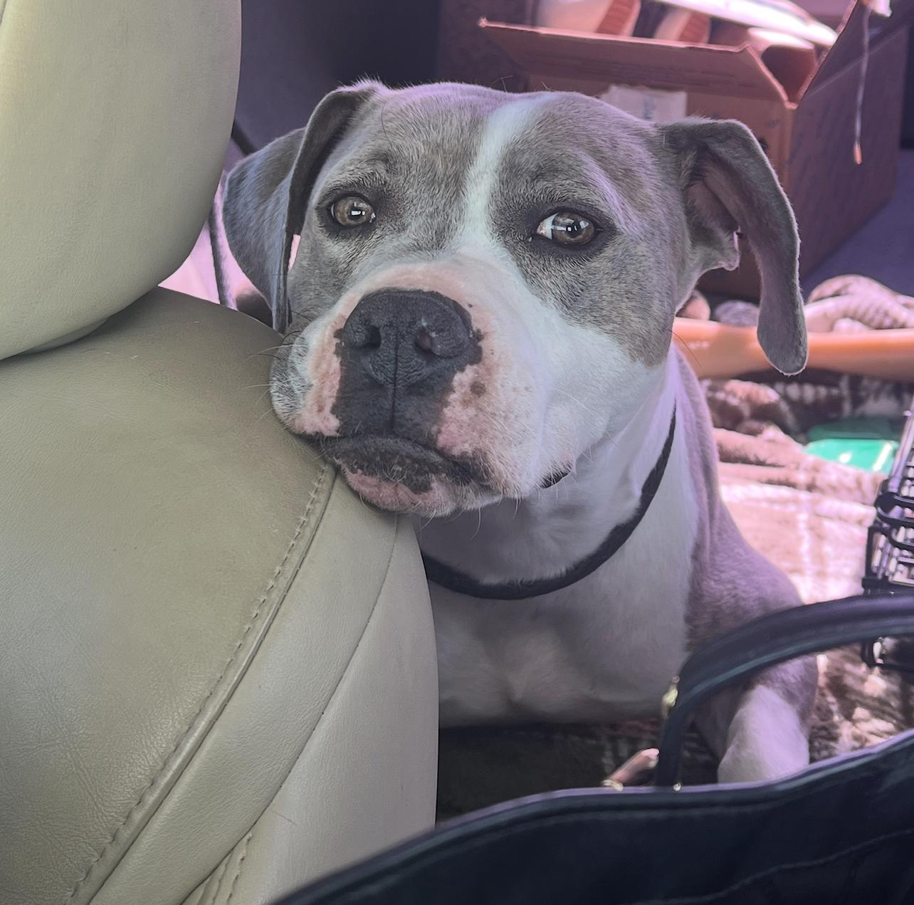 Nuke, a Adoptable American Bully in Spicewood, TX image 3/4