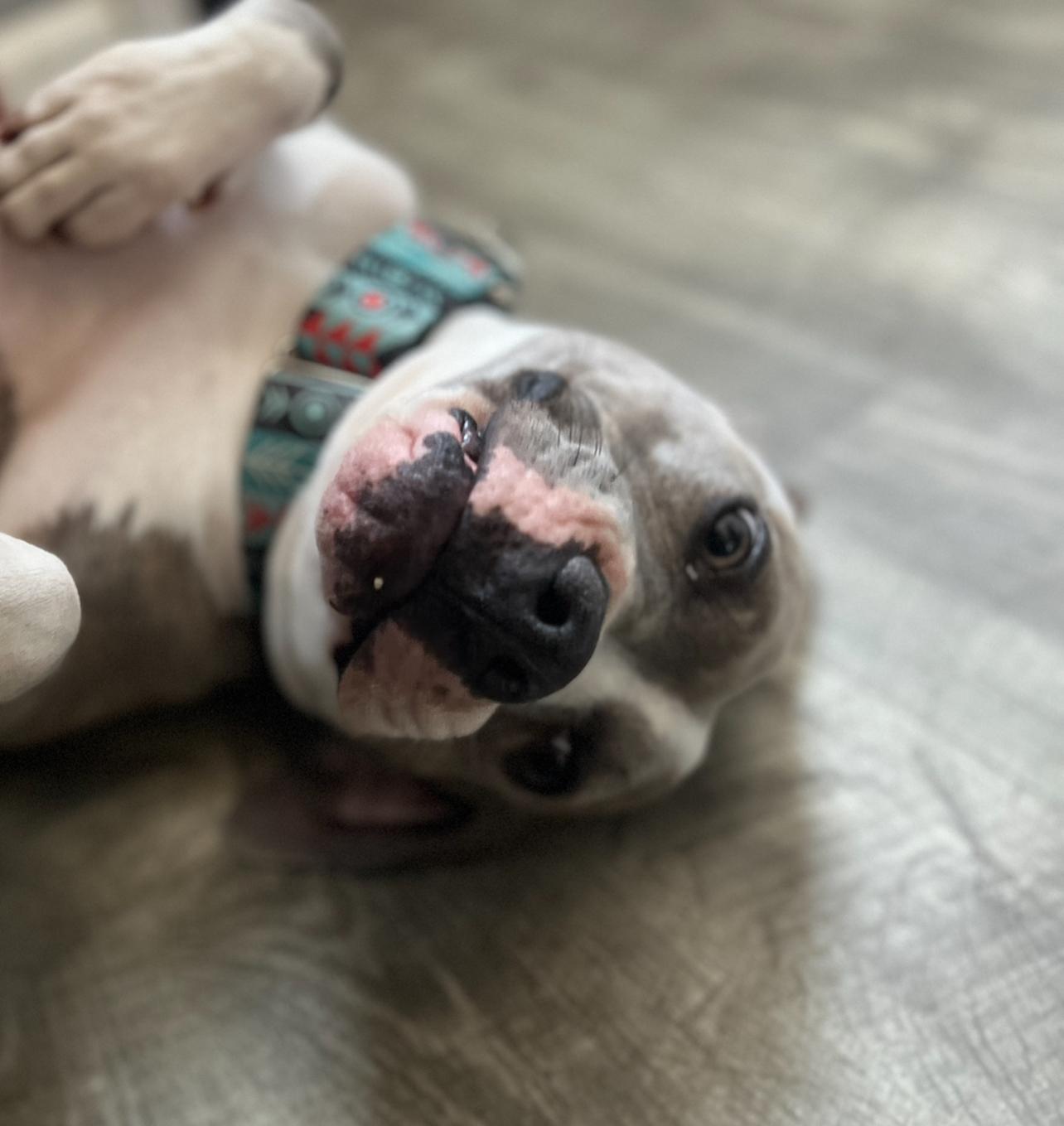 Nuke, a Adoptable American Bully in Spicewood, TX image 4/4