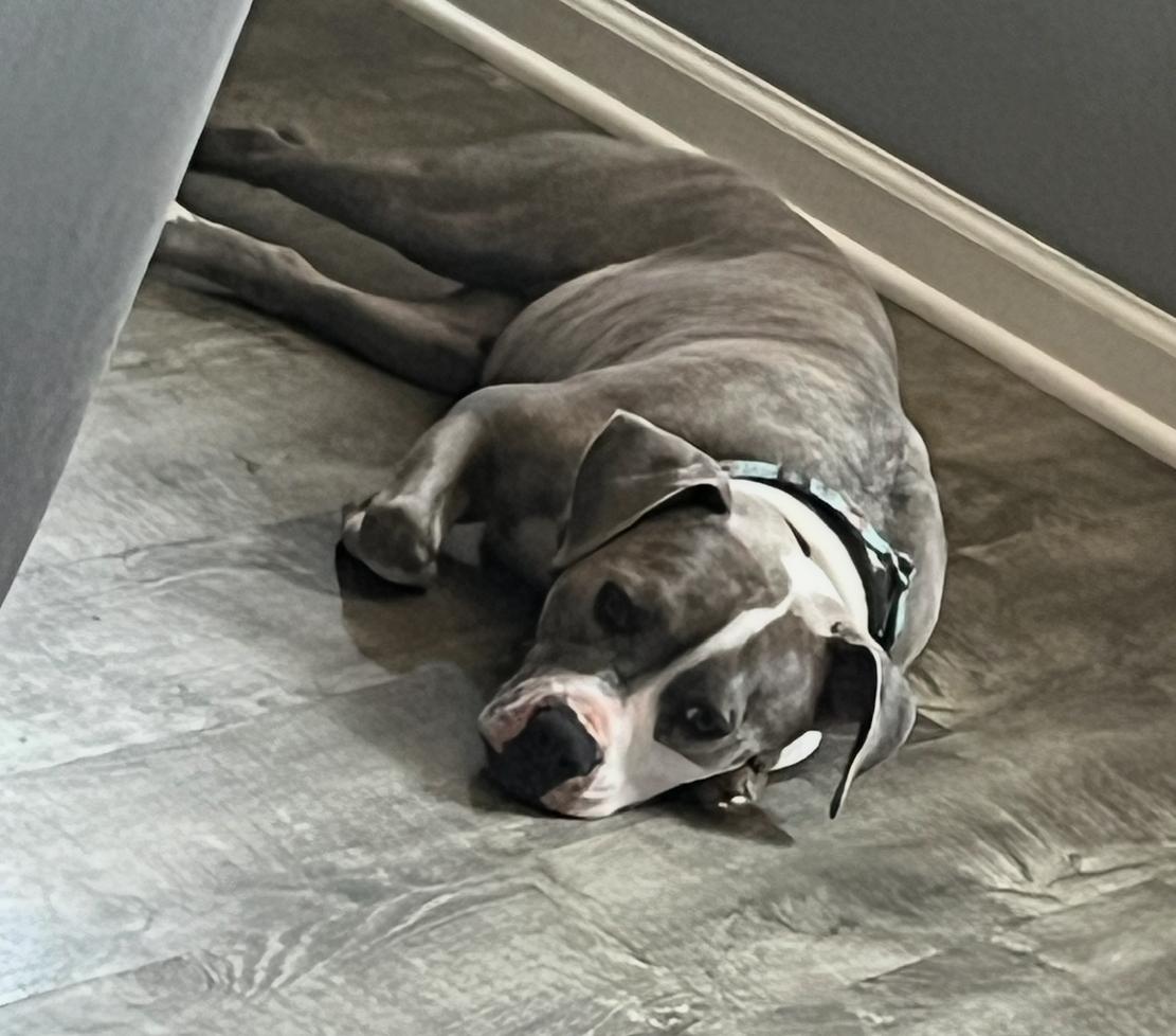 Nuke, a Adoptable American Bully in Spicewood, TX image 2/4