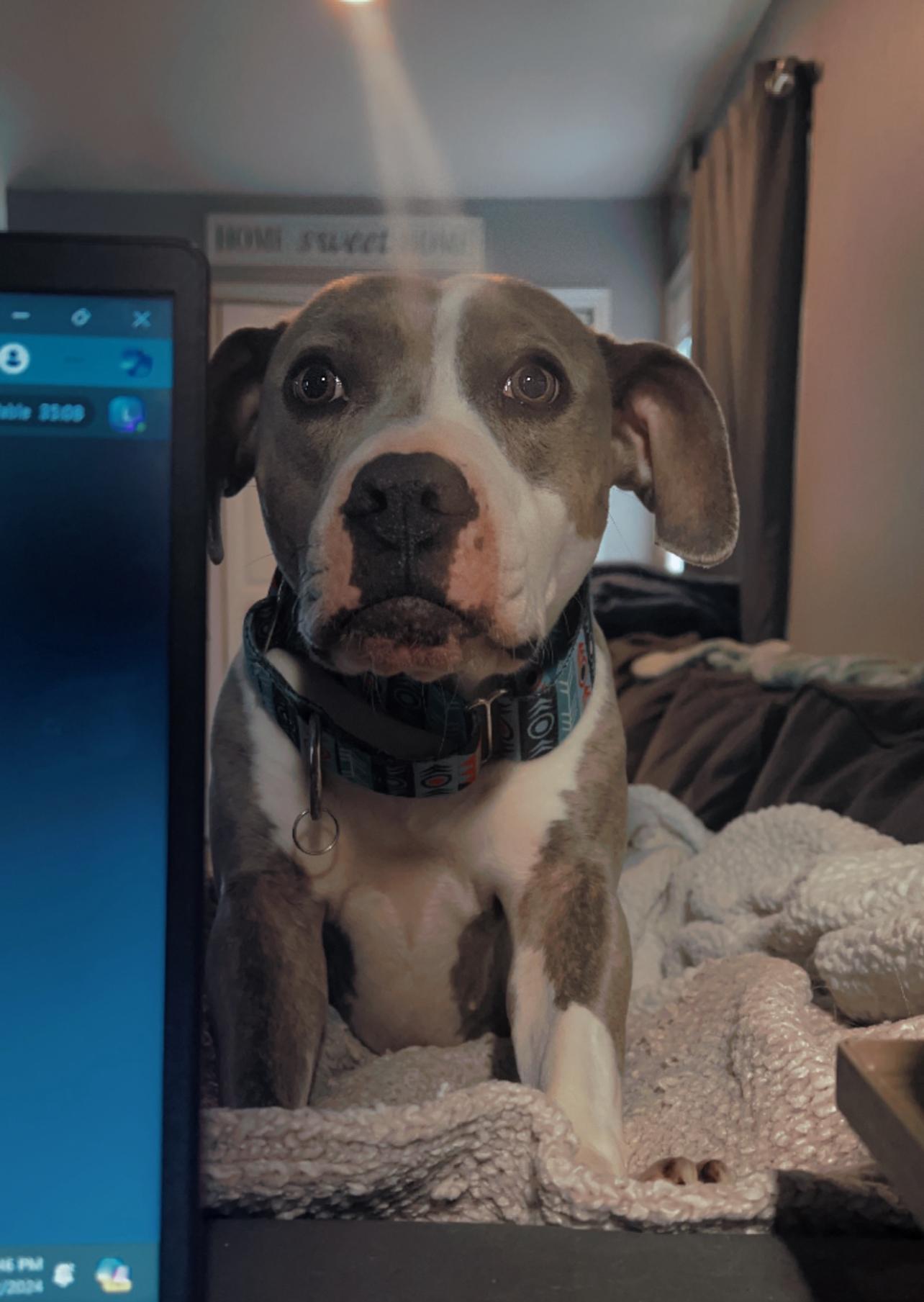 Nuke, a Adoptable American Bully in Spicewood, TX image 1/4