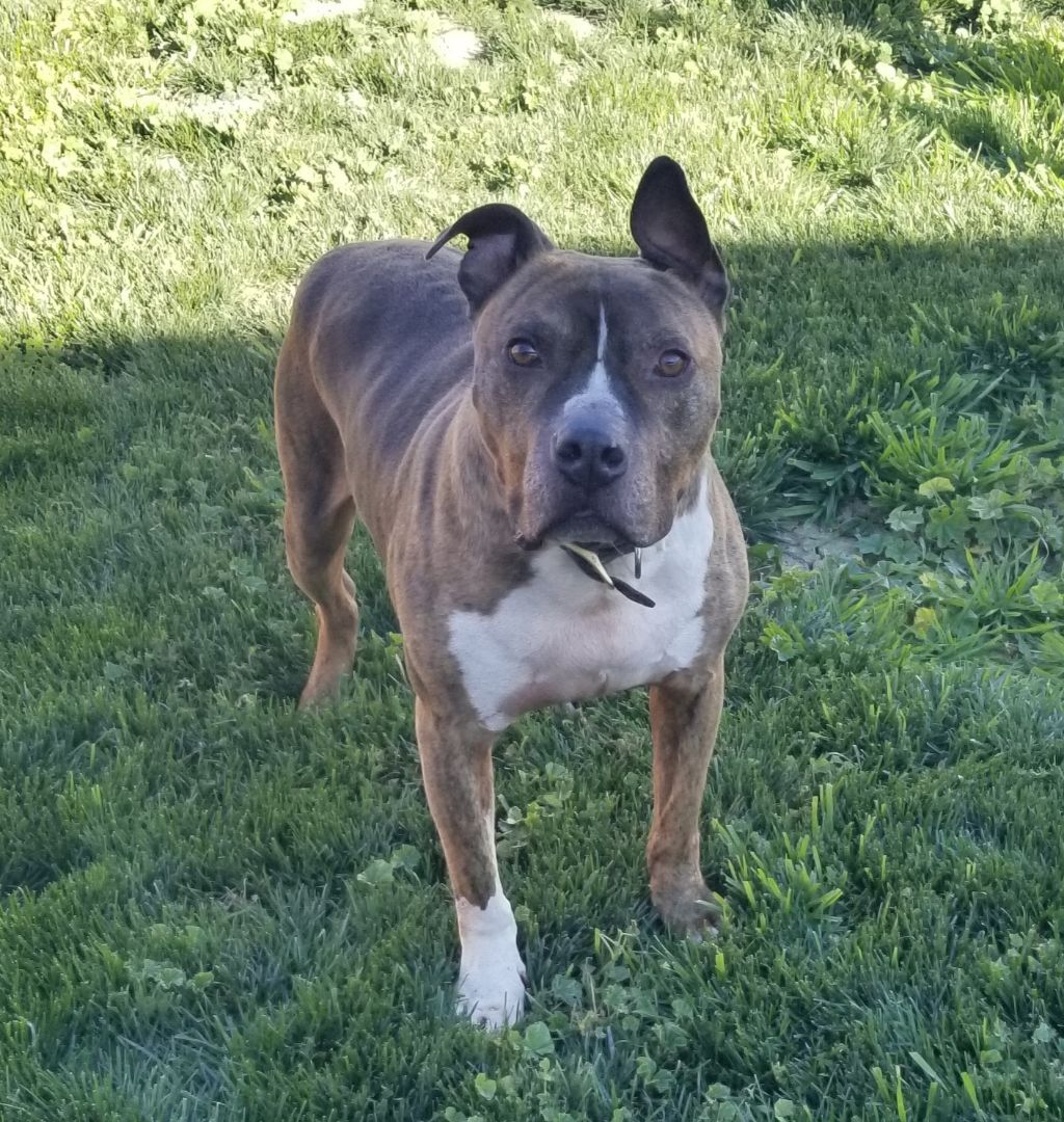 Conner, a Adoptable mixed breed in Cantua Creek, CA image 2/4