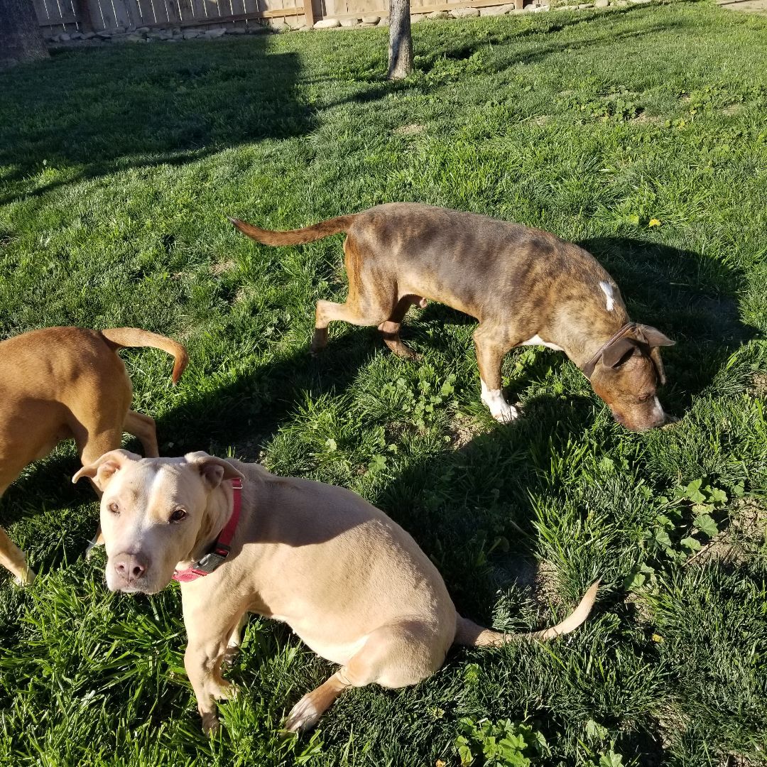 Conner, a Adoptable mixed breed in Cantua Creek, CA image 3/4