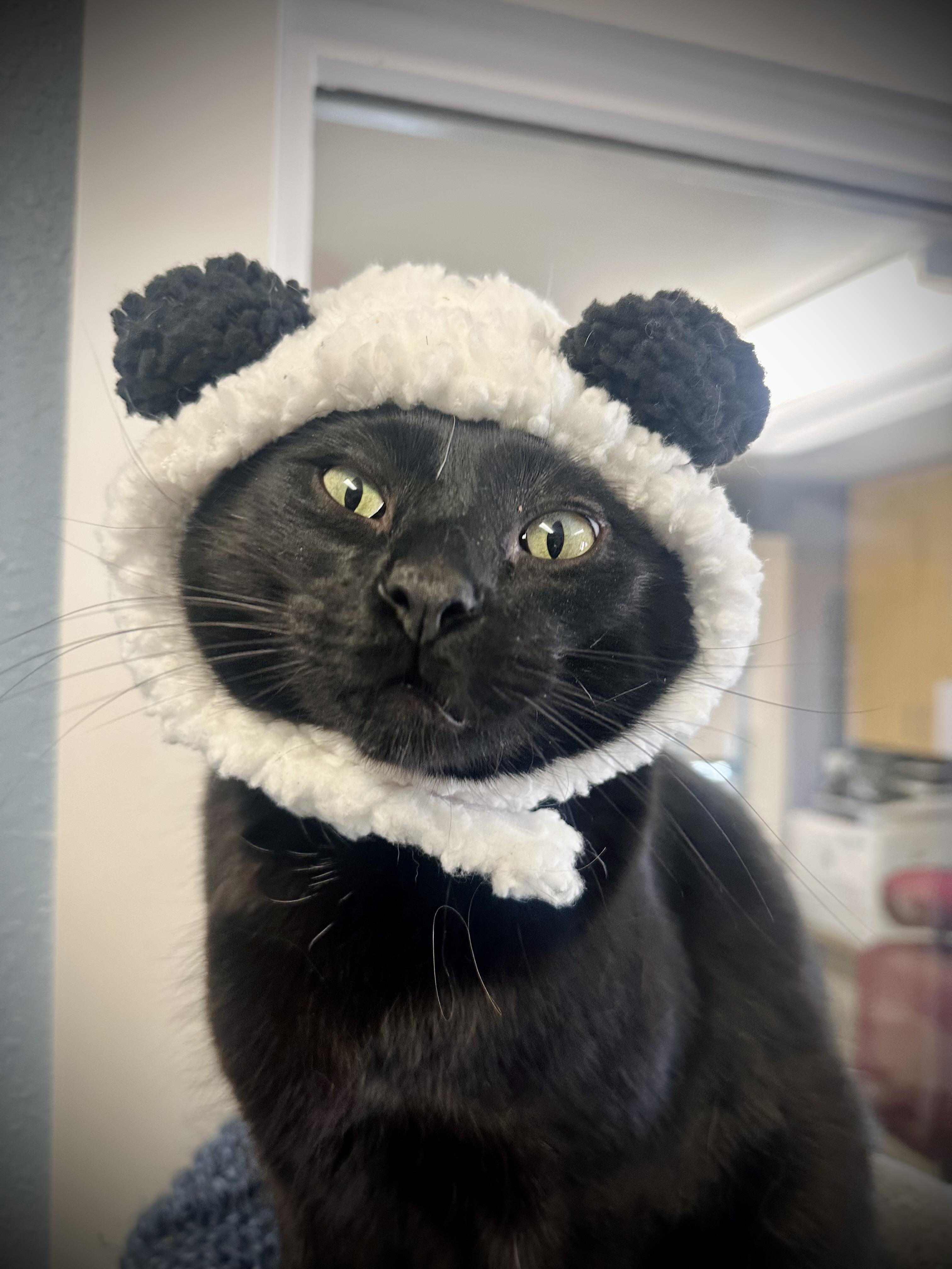 Melvin, an adoptable Domestic Short Hair in Jackson, WY, 83002 | Photo Image 1