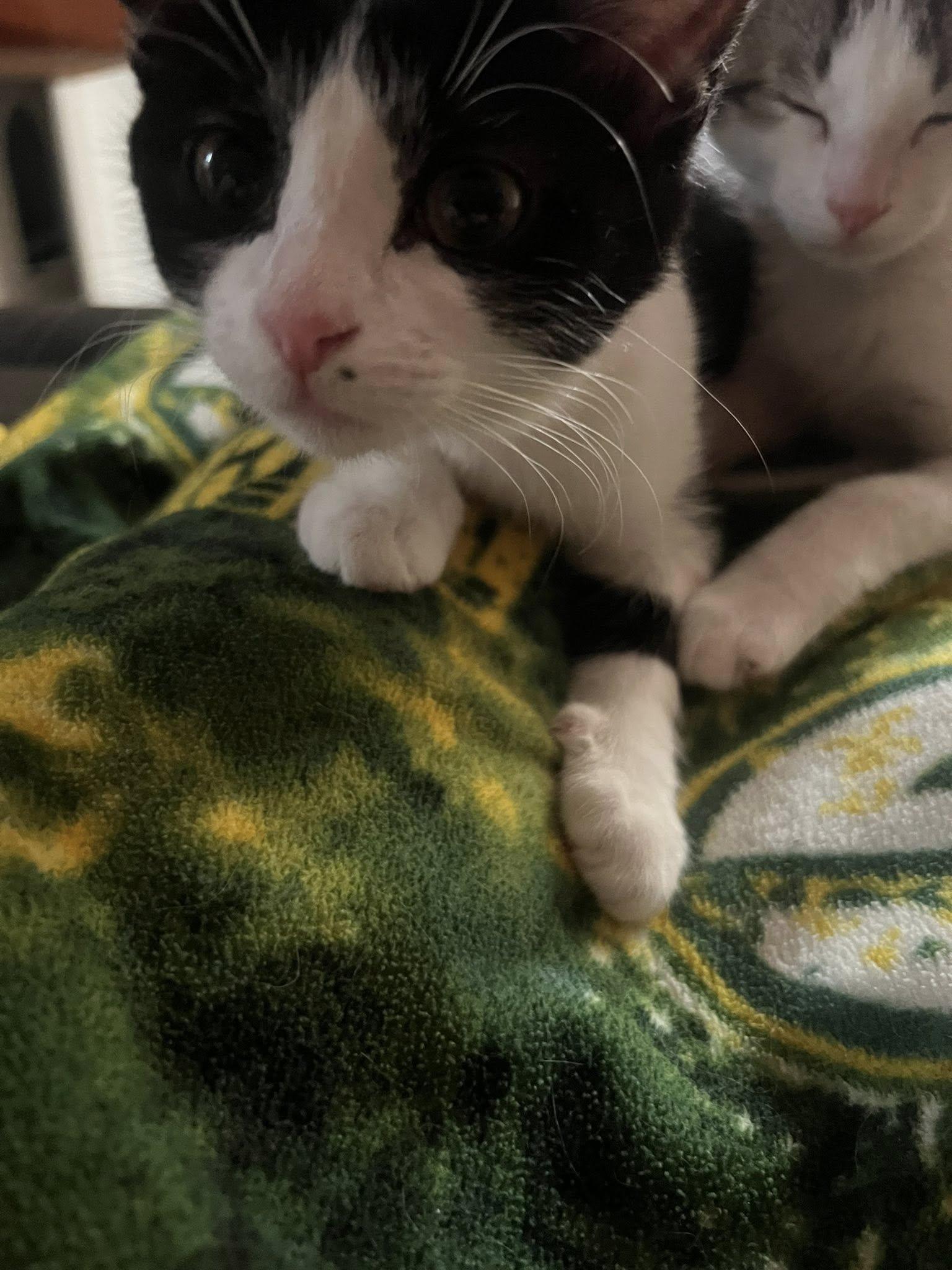 Enlarge Oreo, a Adopted Domestic Short Hair in Crookston, MN image 1/4