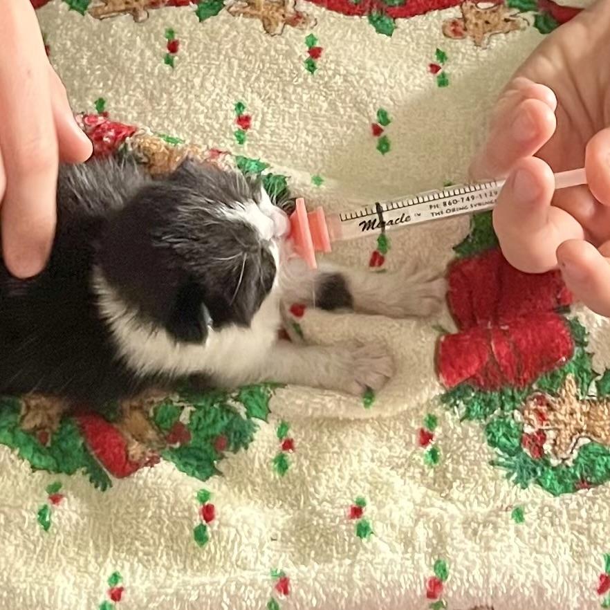 Enlarge Oreo, a Adopted Domestic Short Hair in Crookston, MN image 3/4