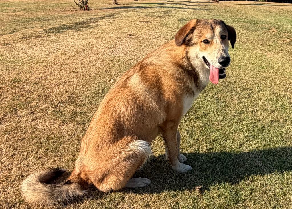 Enlarge Leroy, a Adoptable Anatolian Shepherd in Farmersville, TX image 1/2