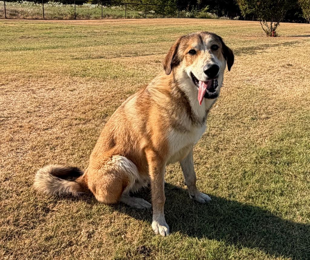 Enlarge Leroy, a Adoptable Anatolian Shepherd in Farmersville, TX image 2/2