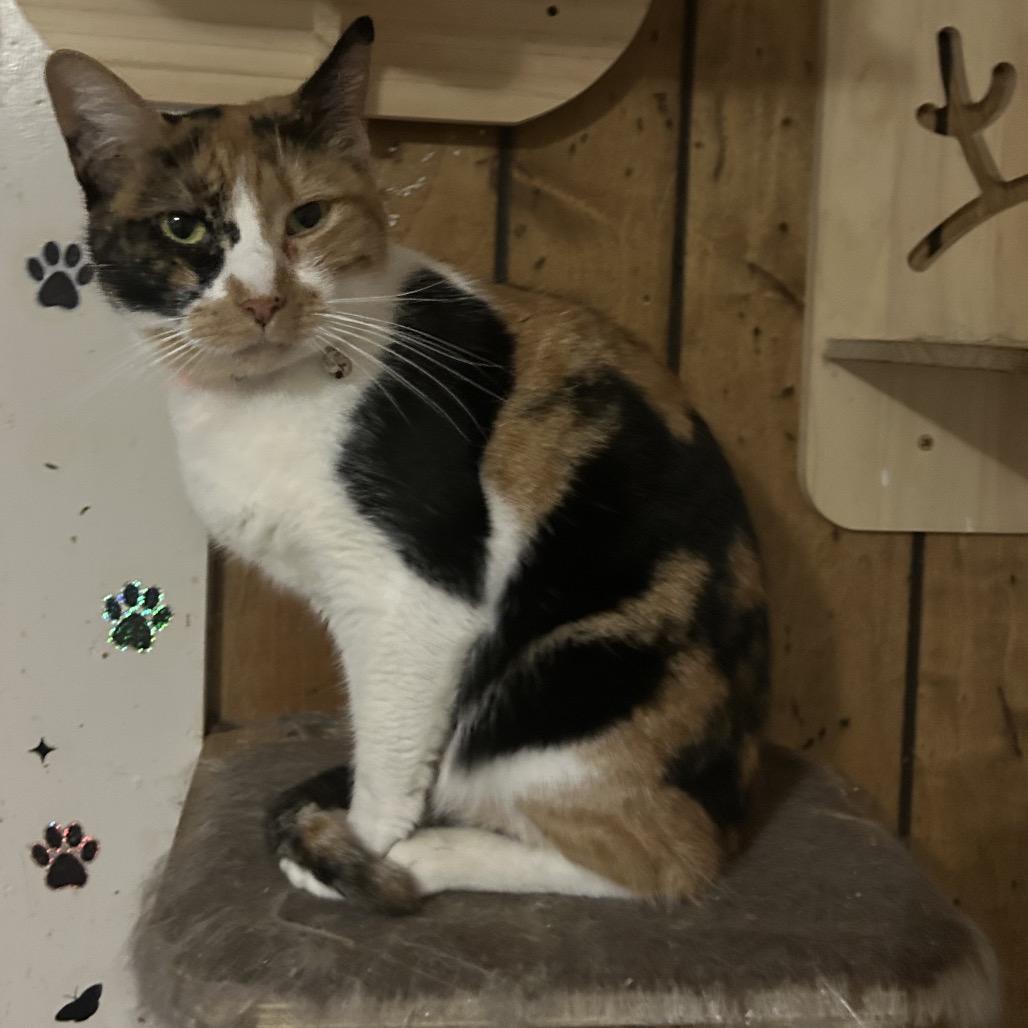 Enlarge Vixon, a Adoptable Domestic Short Hair in Veneta, OR image 1/3