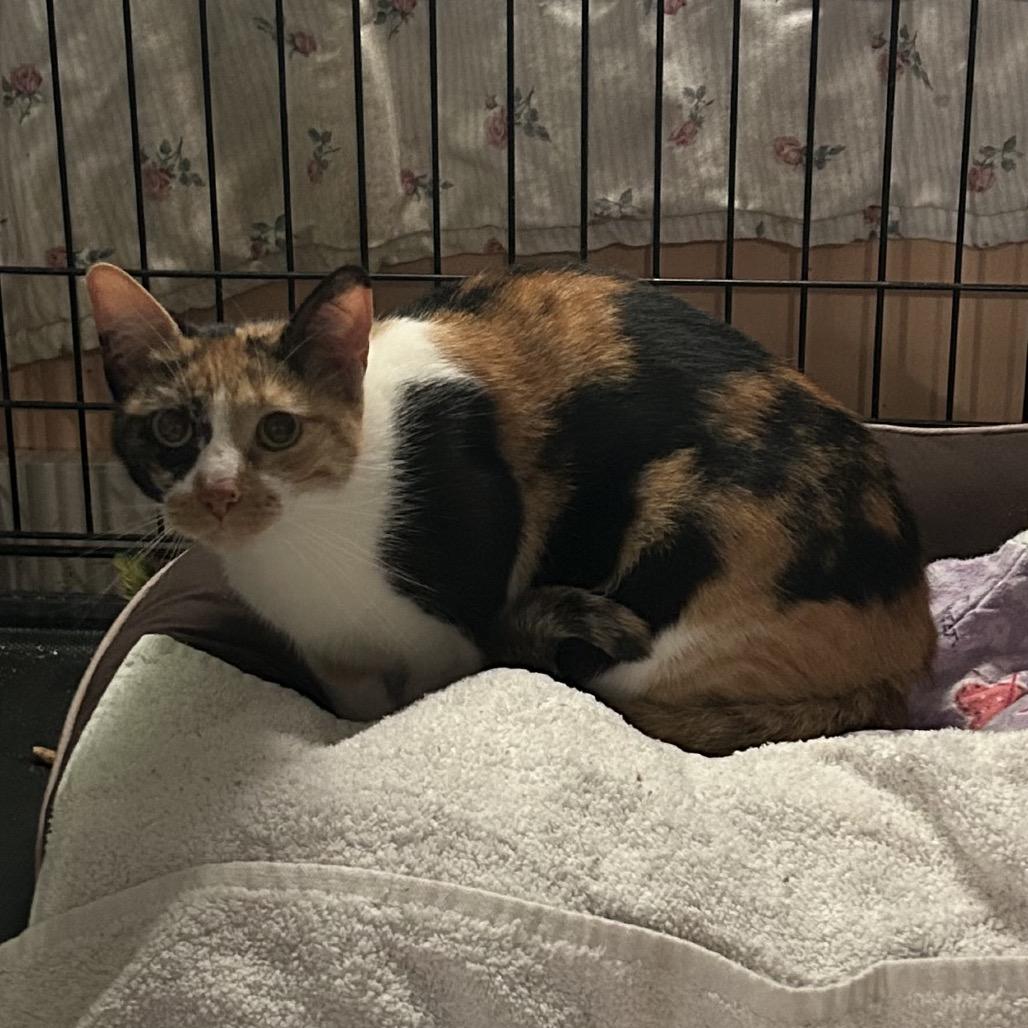 Enlarge Vixon, a Adoptable Domestic Short Hair in Veneta, OR image 2/3