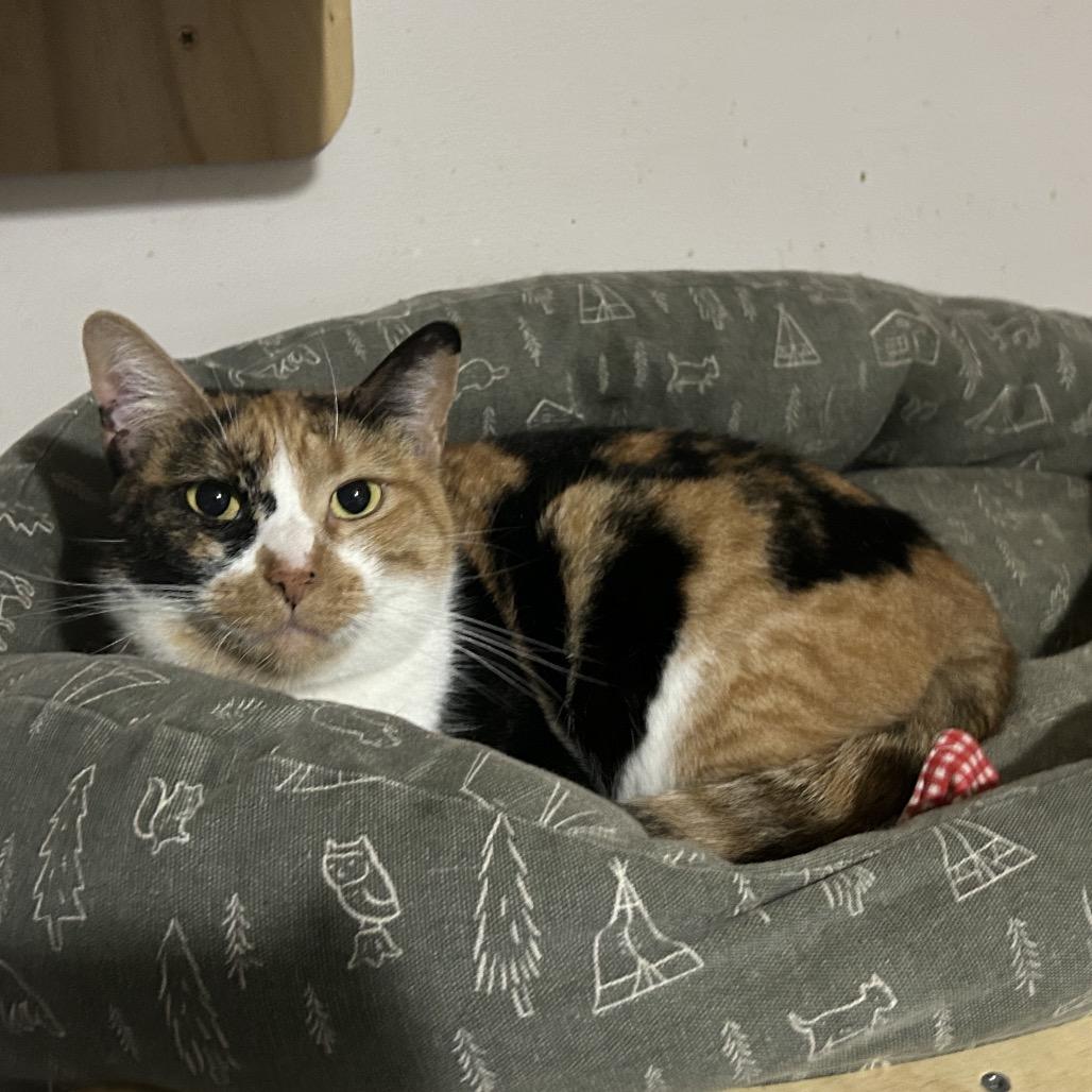 Enlarge Vixon, a Adoptable Domestic Short Hair in Veneta, OR image 3/3