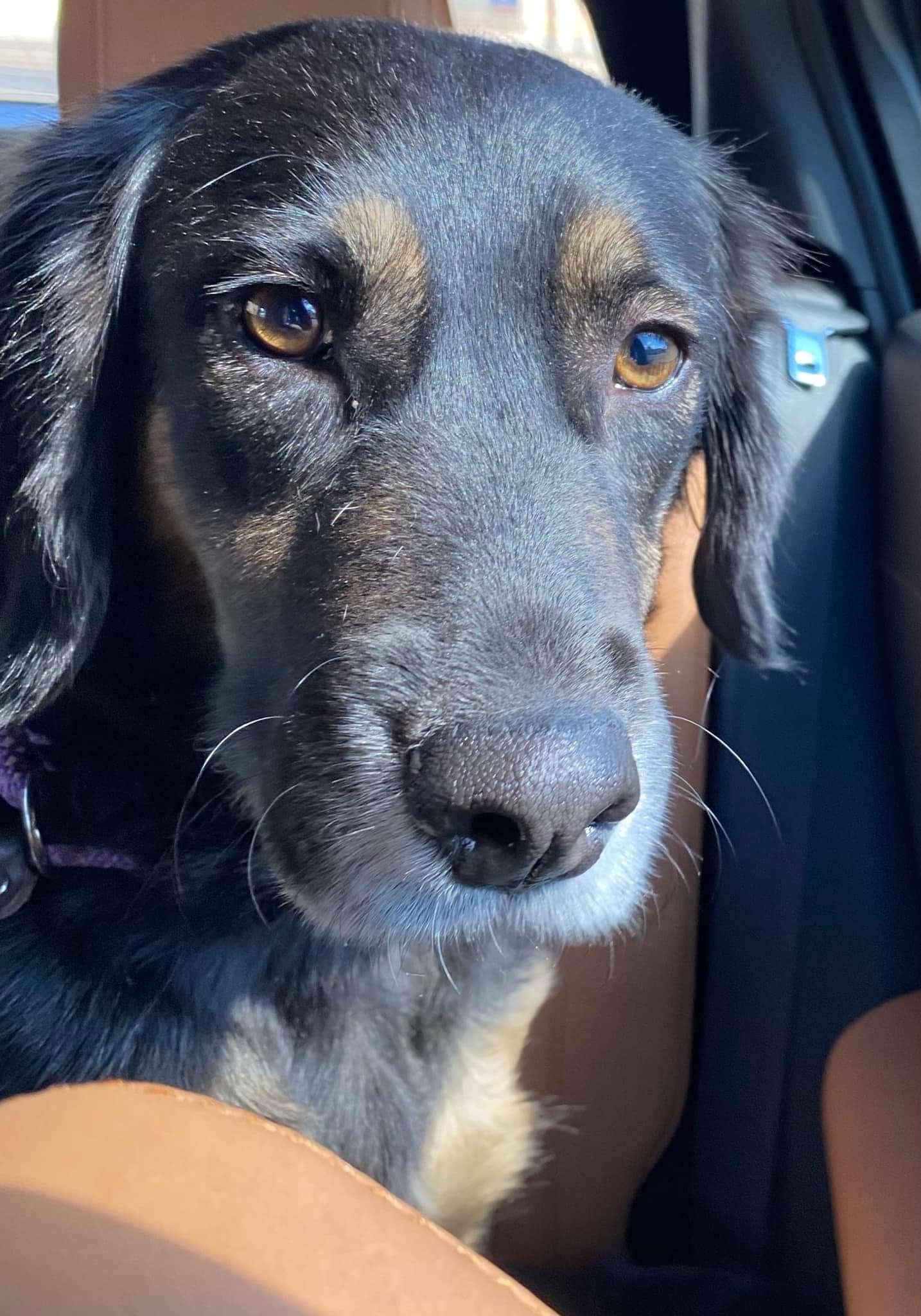 Dog for adoption Lulu, a FlatCoated Retriever Mix in Hagerstown, MD