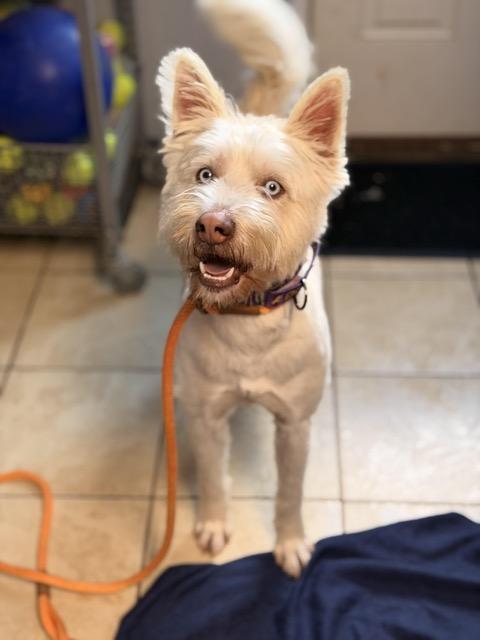 Enlarge Ollie, an adopted mixed breed in Sparta, NJ image 2/6