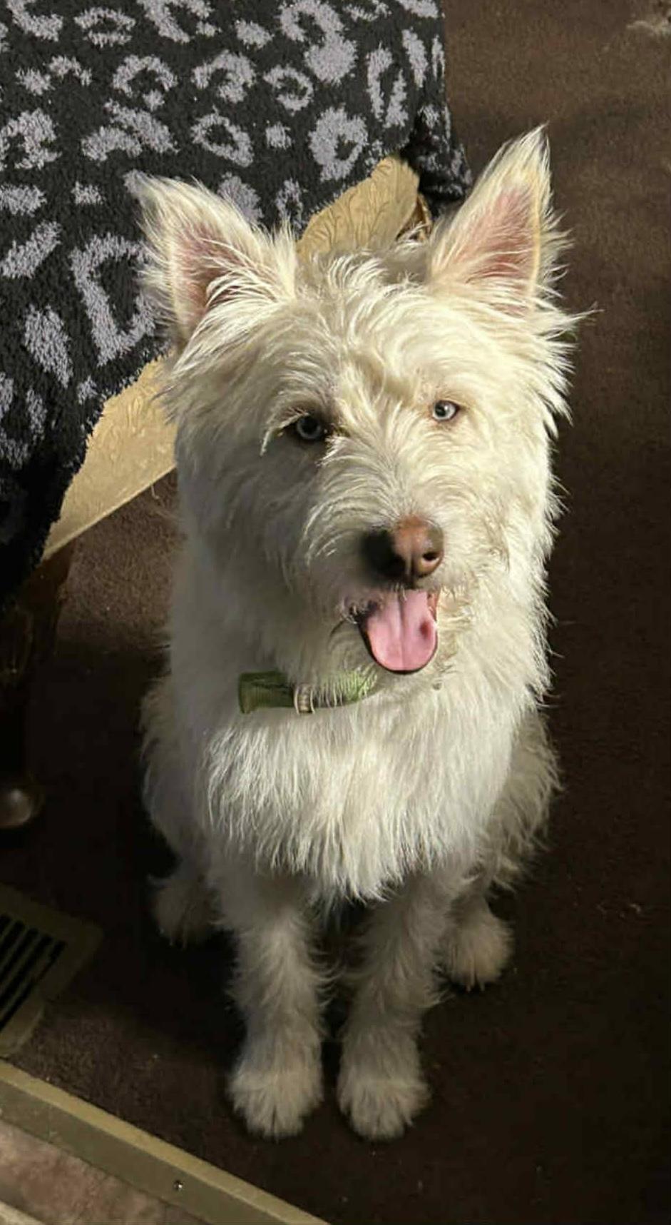 Enlarge Ollie, an adopted mixed breed in Sparta, NJ image 6/6