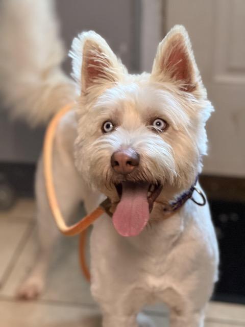 Enlarge Ollie, an adopted mixed breed in Sparta, NJ image 1/6