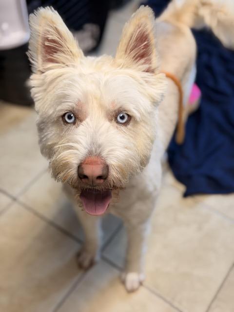 Enlarge Ollie, an adopted mixed breed in Sparta, NJ image 3/6