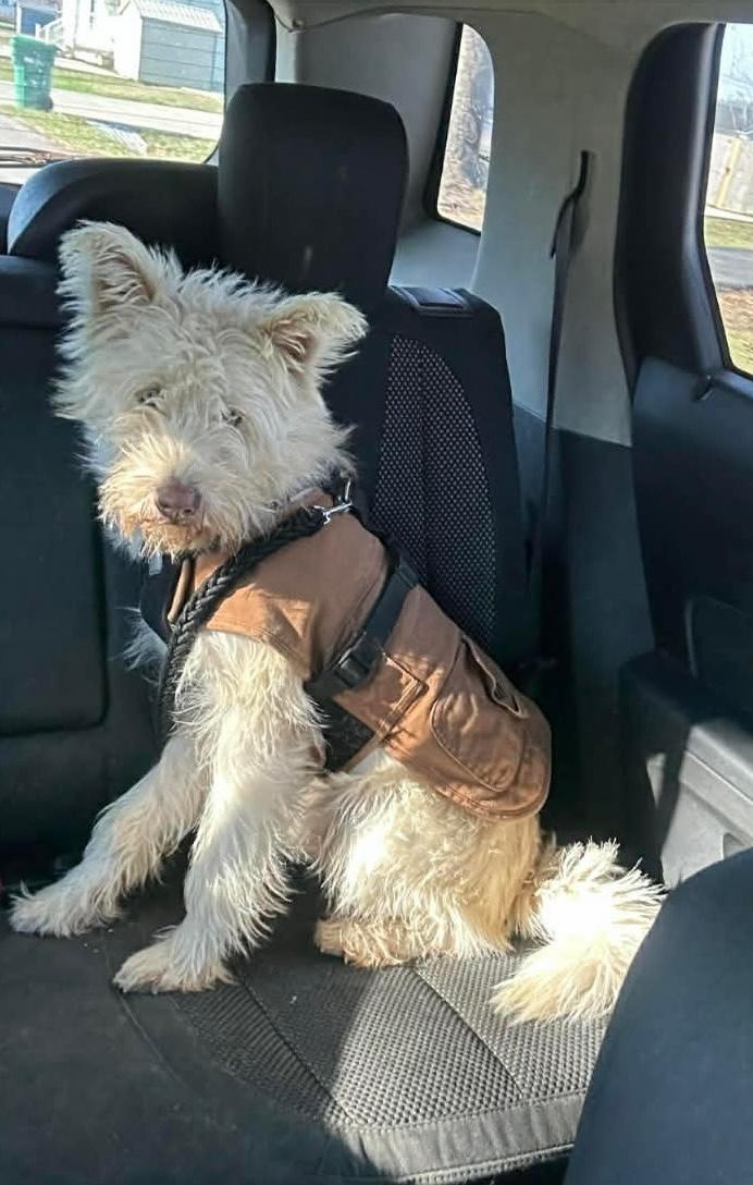 Enlarge Ollie, an adopted mixed breed in Sparta, NJ image 5/6