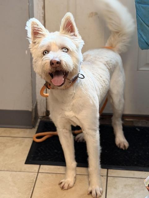 Enlarge Ollie, an adopted mixed breed in Sparta, NJ image 4/6