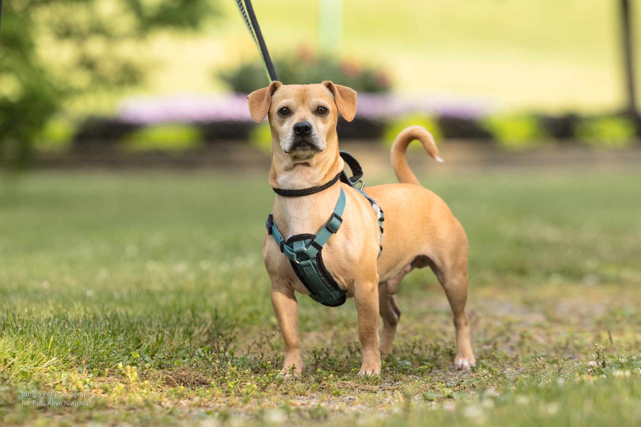 Bubbles, Adopted, Young Male Terrier & Chiweenie.