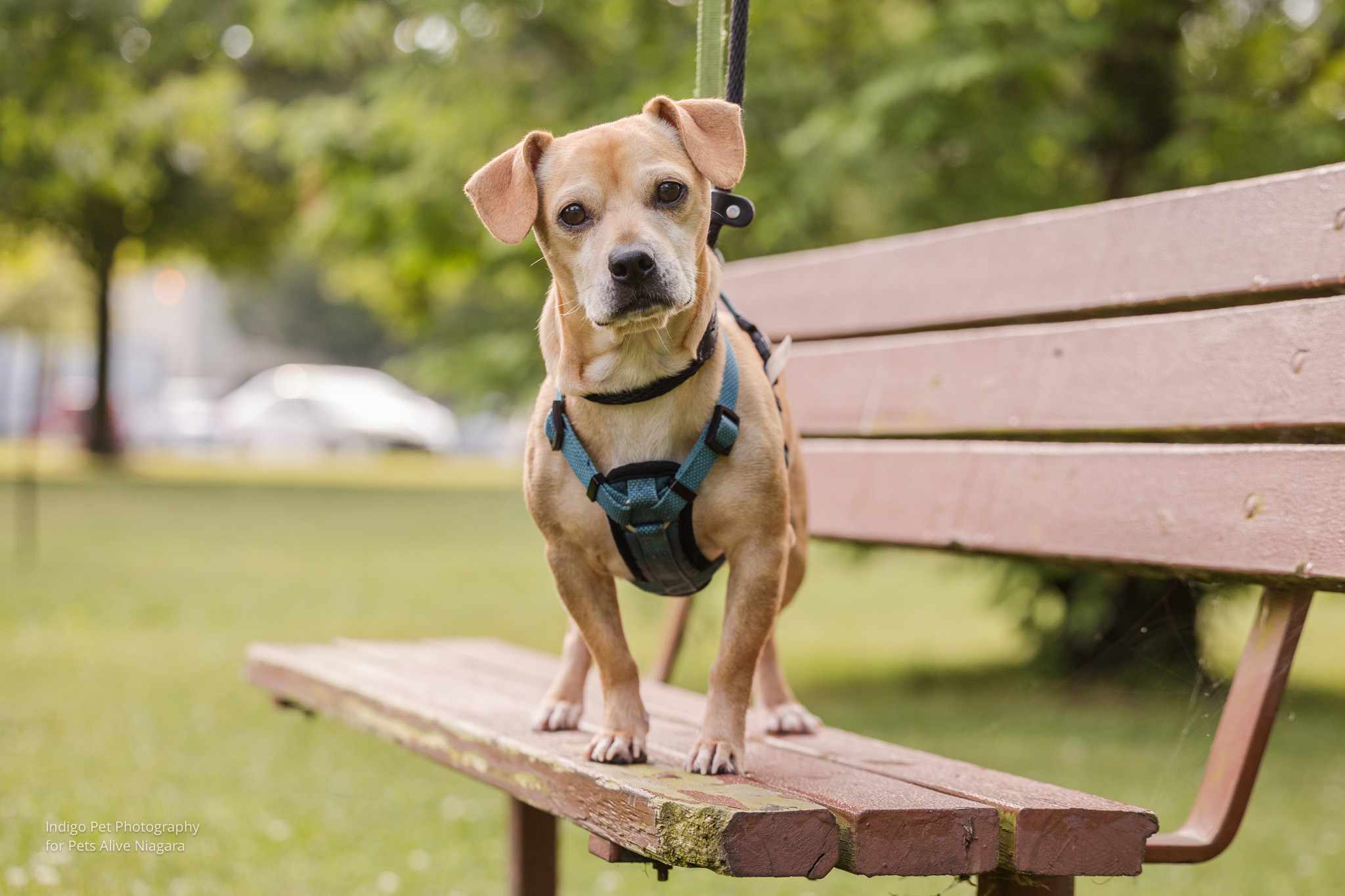 Enlarge Bubbles, a Adopted mixed breed in St. Catharines, ON image 1/6