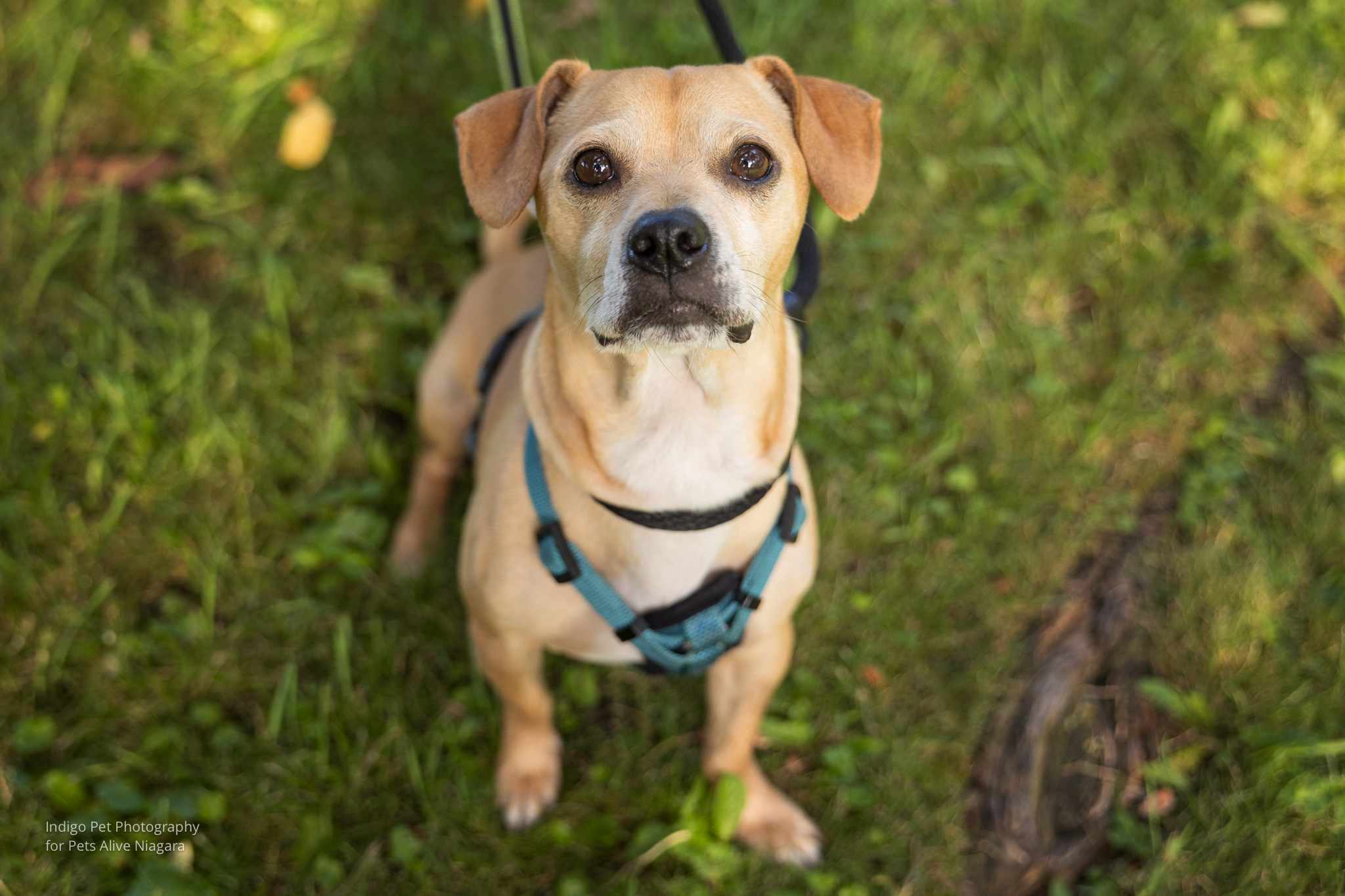 Enlarge Bubbles, a Adopted mixed breed in St. Catharines, ON image 5/6