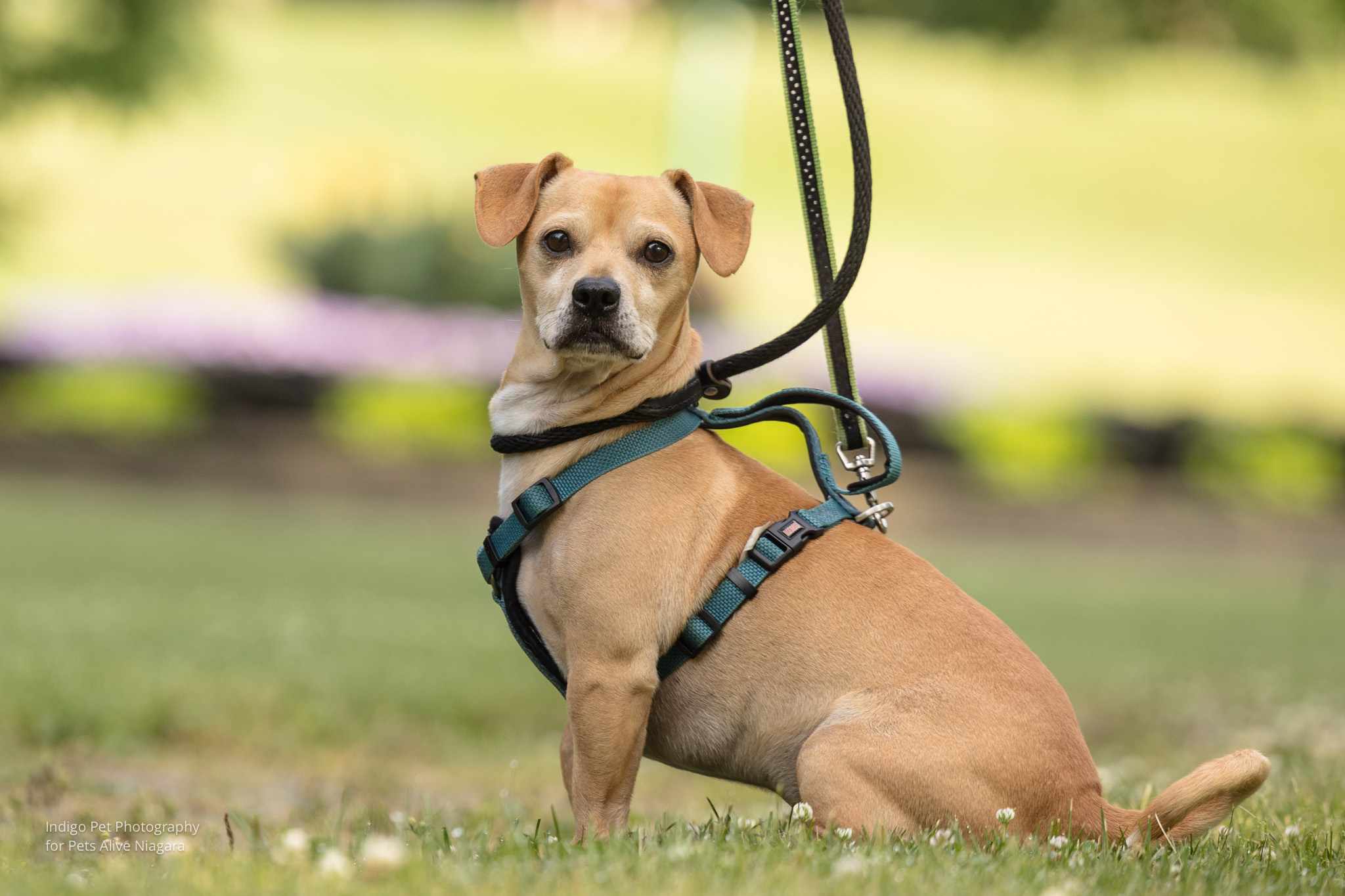 Enlarge Bubbles, a Adopted mixed breed in St. Catharines, ON image 2/6