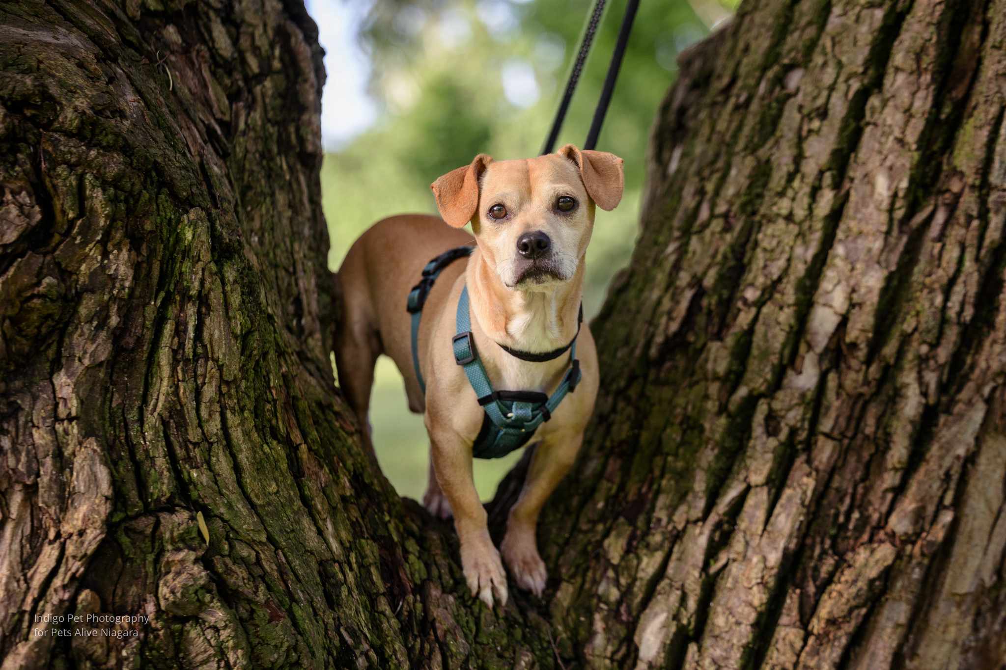 Enlarge Bubbles, a Adopted mixed breed in St. Catharines, ON image 6/6