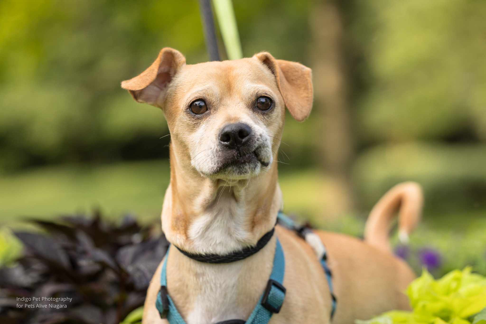 Enlarge Bubbles, a Adopted mixed breed in St. Catharines, ON image 4/6