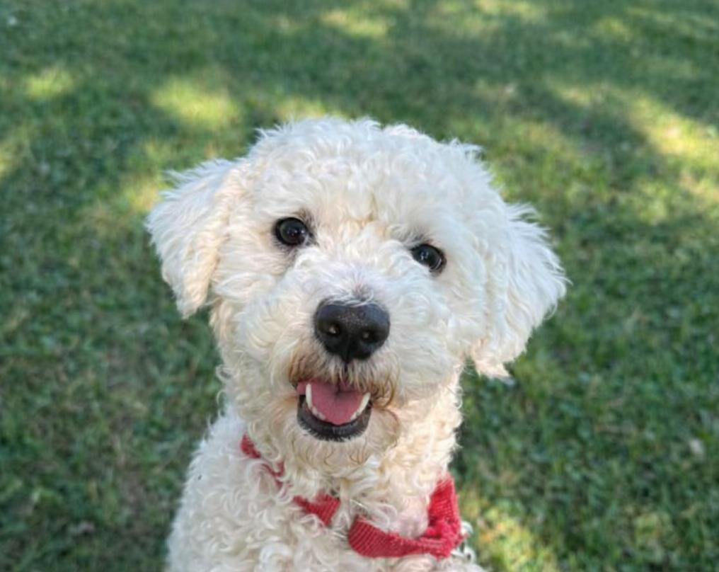 Prince, a Adopted mixed breed in Buffalo, NY image 1/2