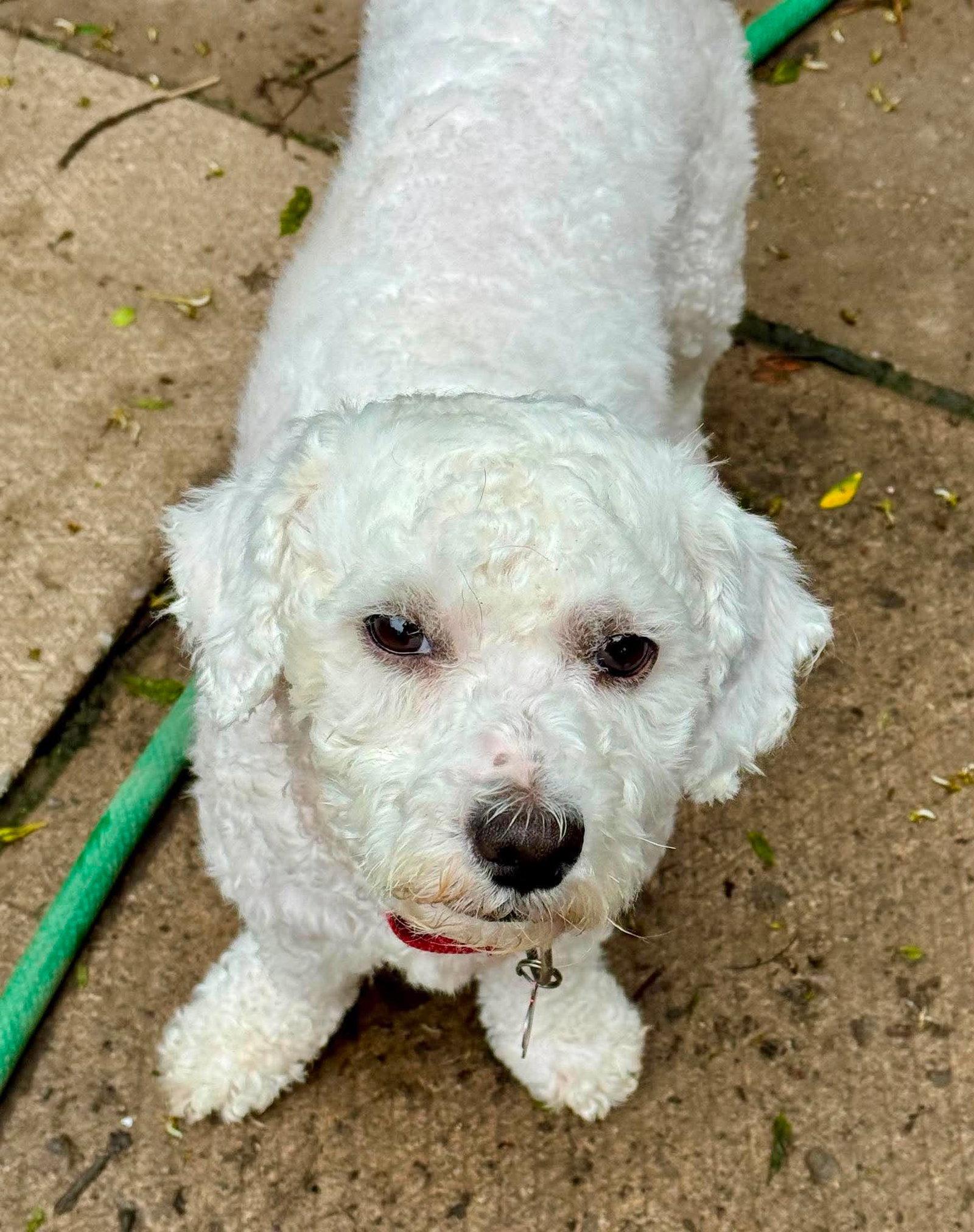 Prince, a Adopted mixed breed in Buffalo, NY image 2/2