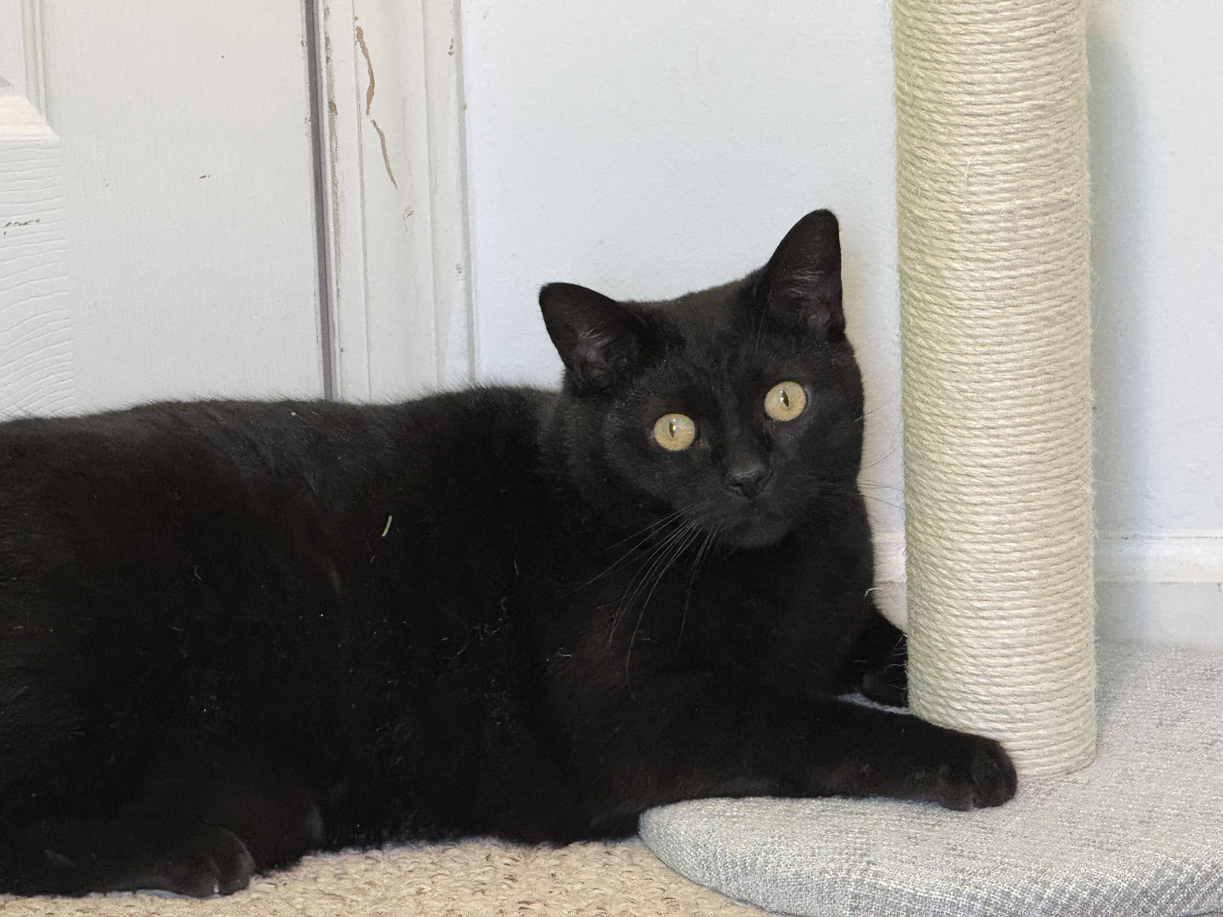 Morty, ADOPTABLE, Adult Male Domestic Short Hair.