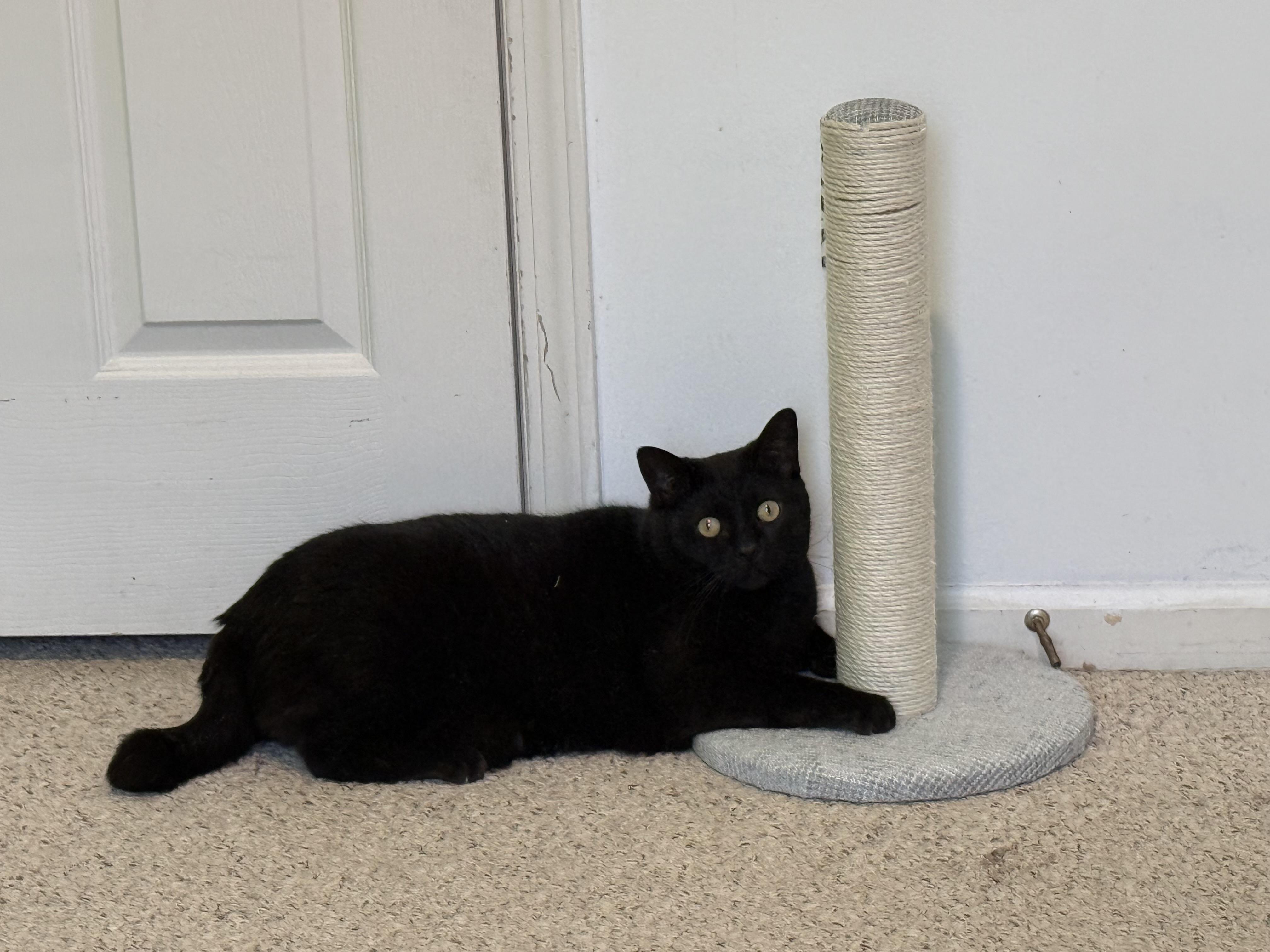 Enlarge Morty, a ADOPTABLE Domestic Short Hair in Brighton, MI image 6/6