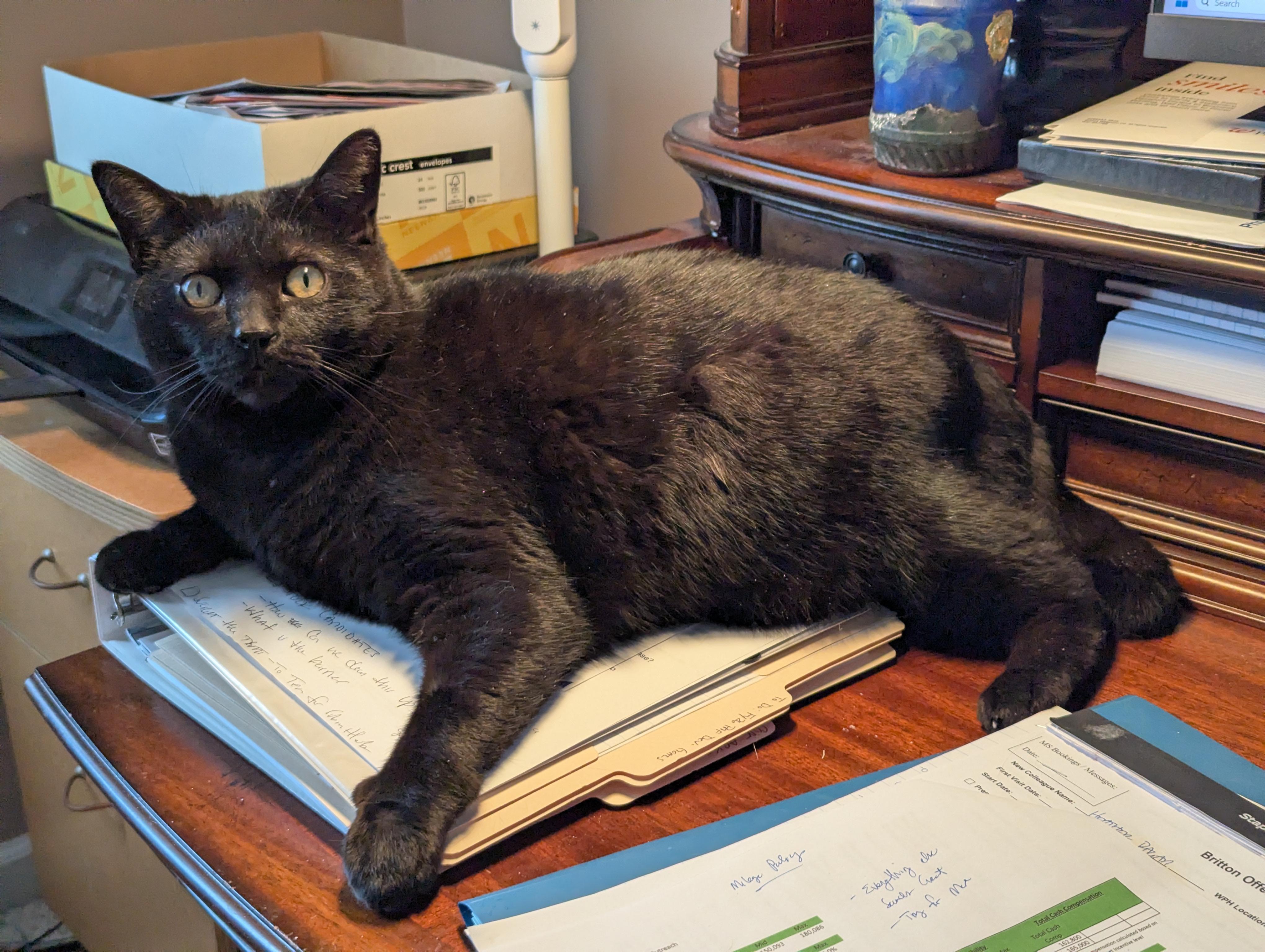 Enlarge Morty, a ADOPTABLE Domestic Short Hair in Brighton, MI image 4/6