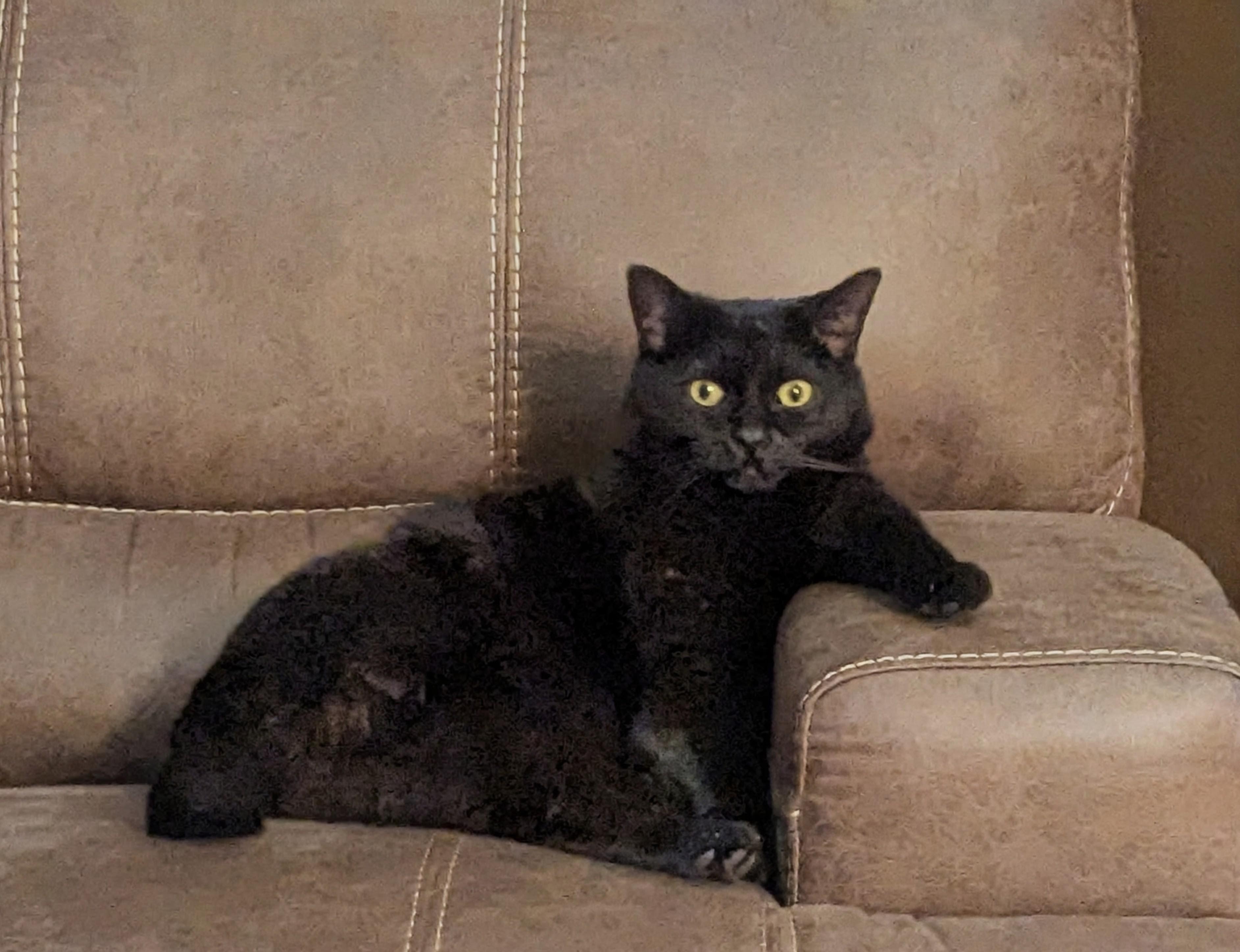 Enlarge Morty, a ADOPTABLE Domestic Short Hair in Brighton, MI image 2/6