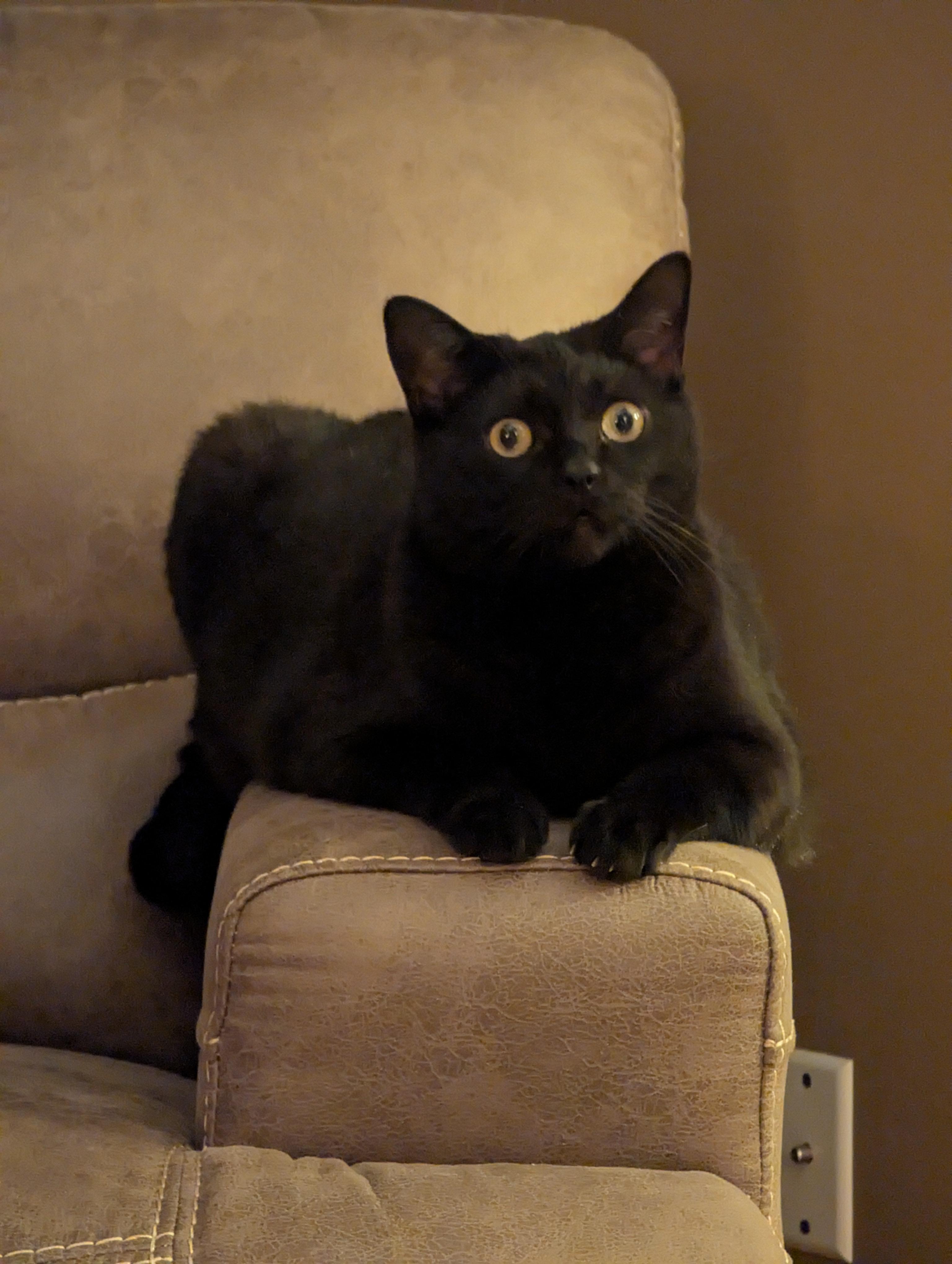 Enlarge Morty, a ADOPTABLE Domestic Short Hair in Brighton, MI image 5/6