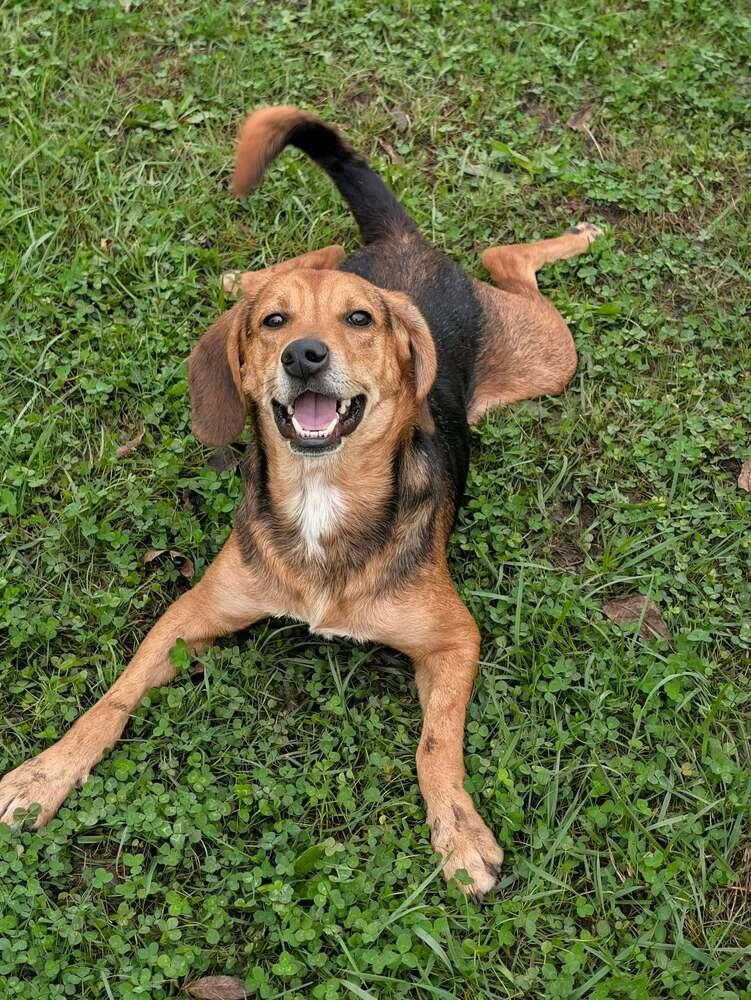 Kernel, Adoptable, Adult Male Beagle.