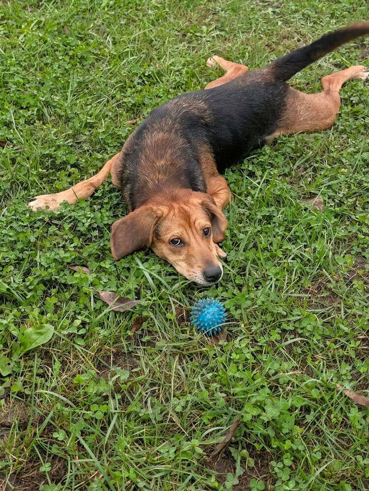 Enlarge Kernel, a Adoptable mixed breed in New Albany, OH image 2/5