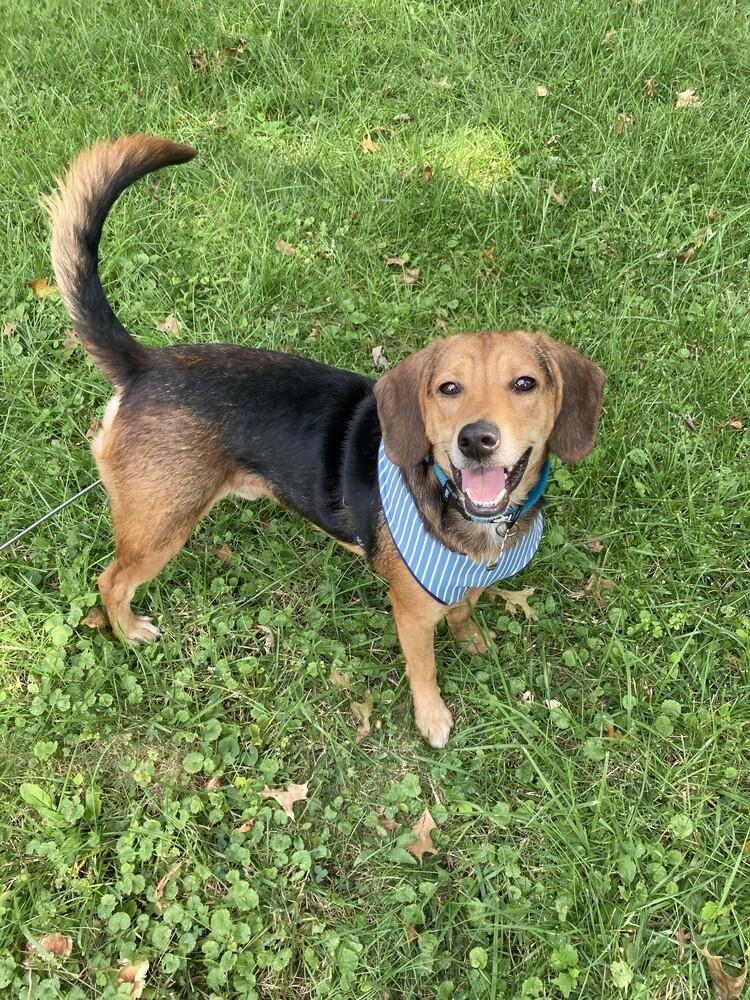 Enlarge Kernel, a Adoptable mixed breed in New Albany, OH image 3/5