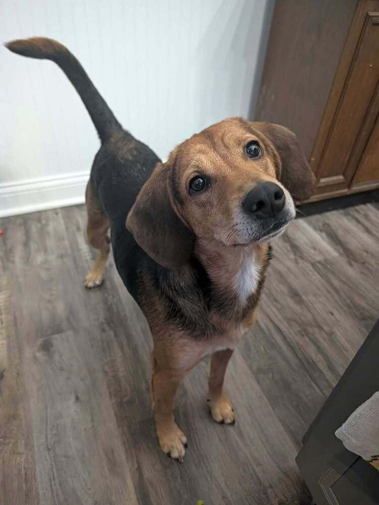 Enlarge Kernel, a Adoptable mixed breed in New Albany, OH image 4/5