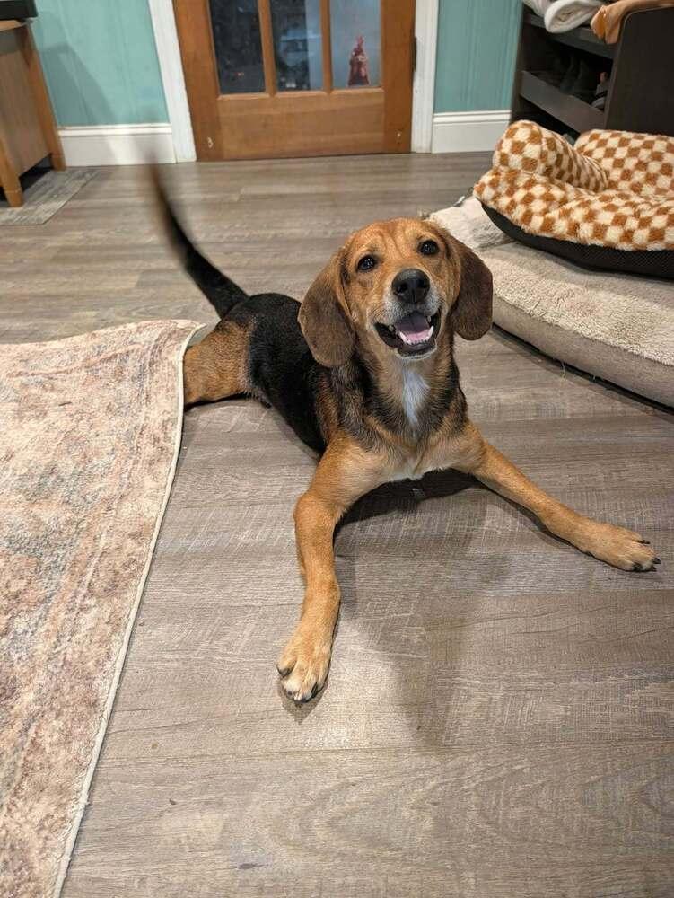 Enlarge Kernel, a Adoptable mixed breed in New Albany, OH image 5/5