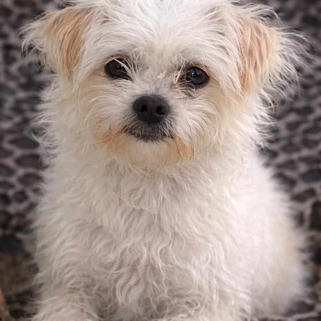 Enlarge Angel, a Adoptable mixed breed in Kim, CO image 1/1