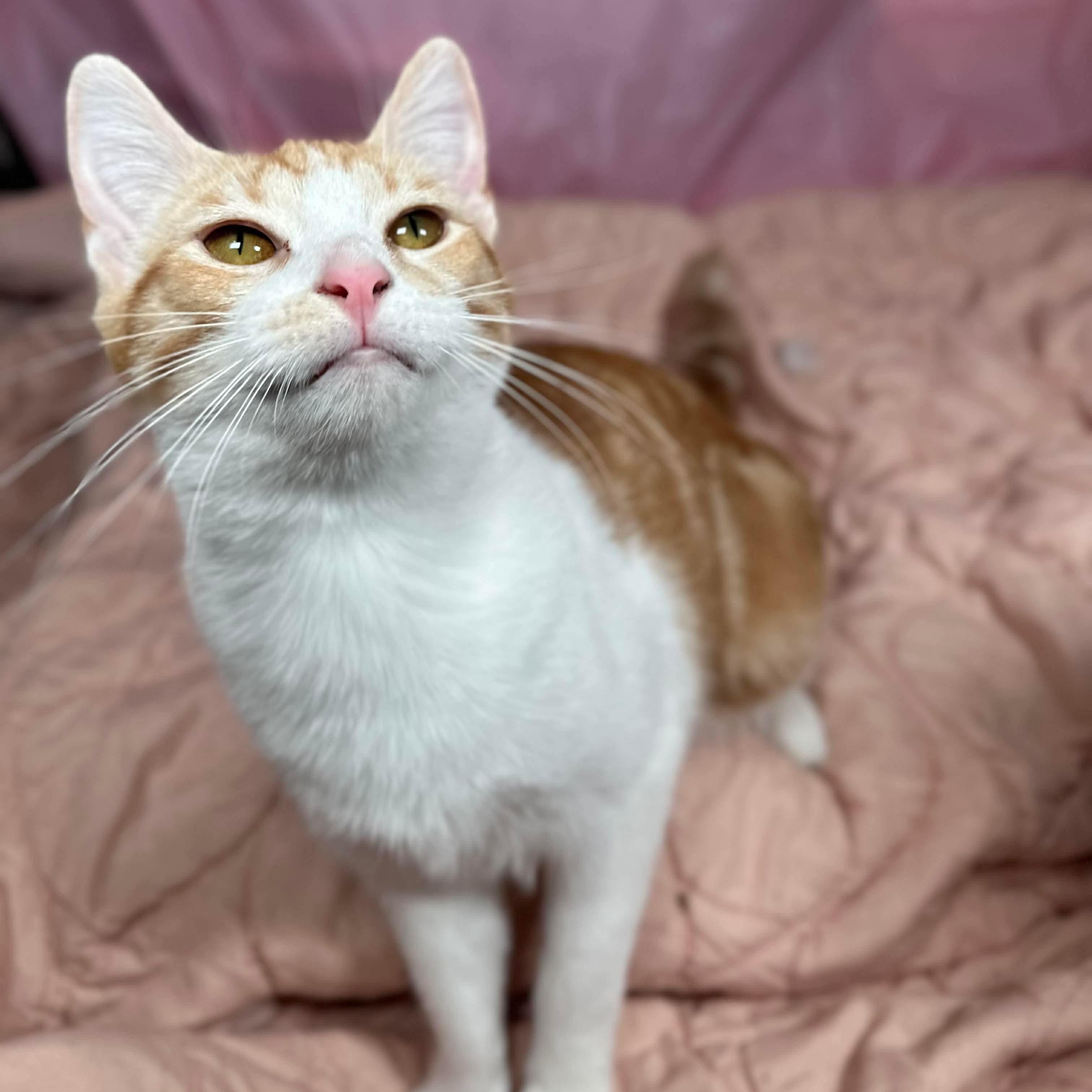 Olipop (bonded with Mocha) , a Adoptable Domestic Short Hair in Fort Oglethorpe, GA image 1/6