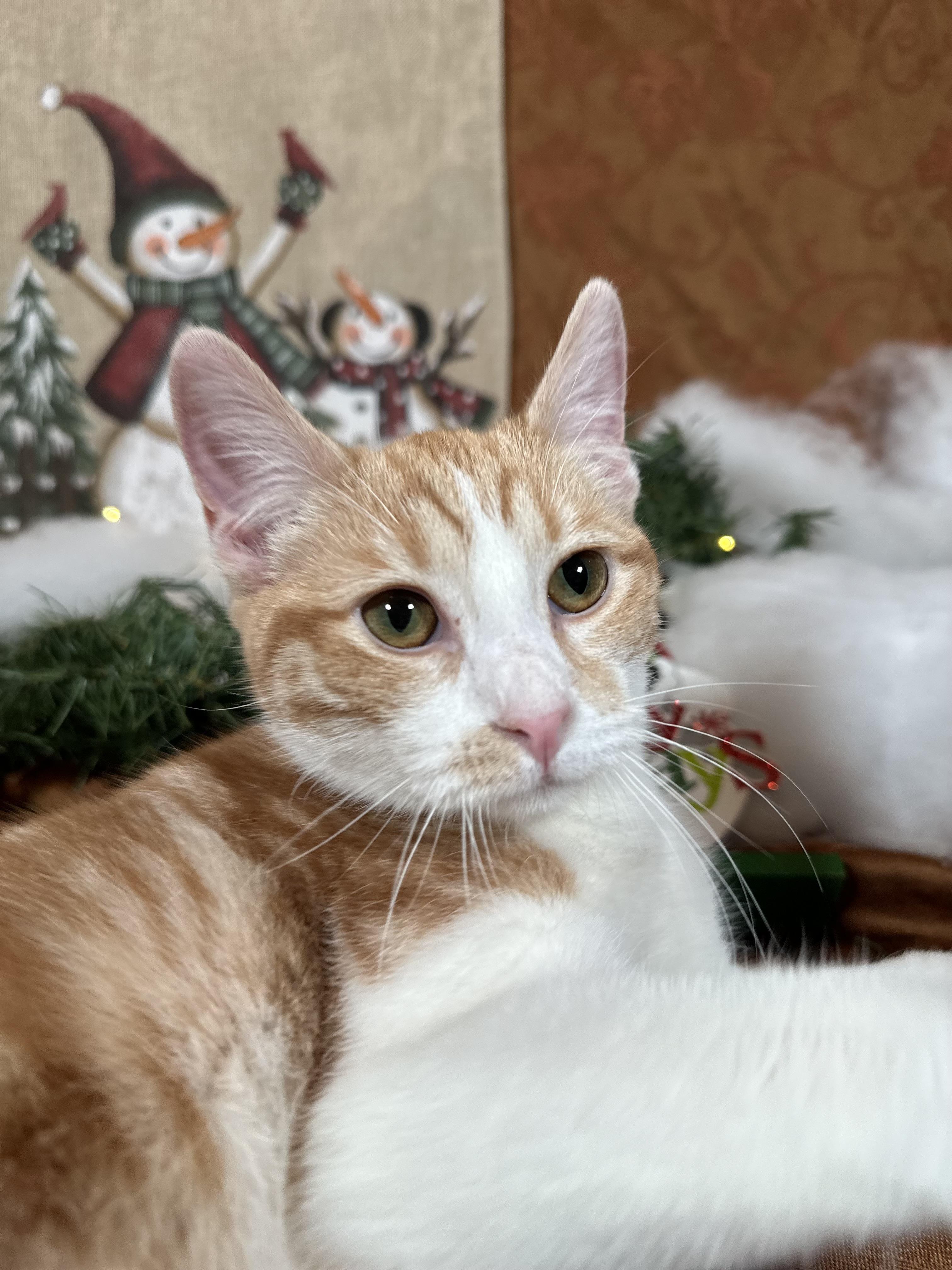 Olipop (bonded with Mocha) , a Adoptable Domestic Short Hair in Fort Oglethorpe, GA image 2/6