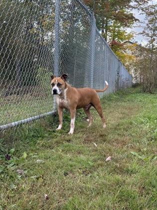 Titan, Adoptable, Adult Male Pit Bull Terrier & Mixed Breed.