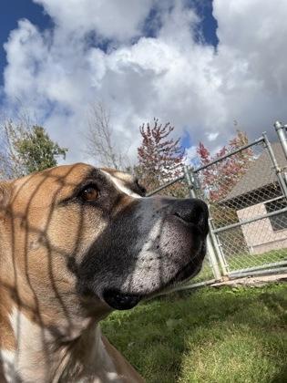 Enlarge Titan, a Adoptable mixed breed in Harbor Springs, MI image 2/3